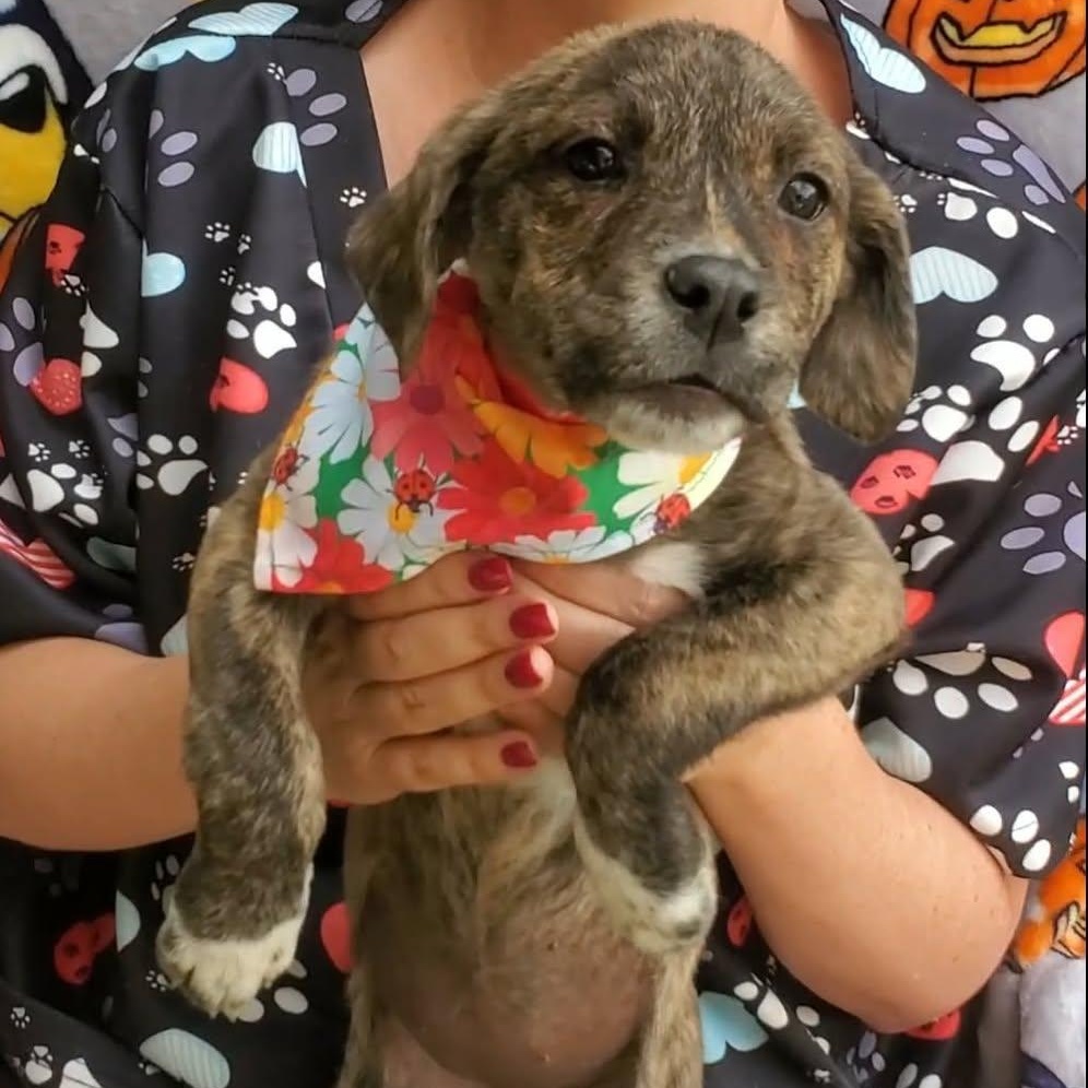 Enlarge Queen, an adoptable Mixed Breed in Woolwich, ME image 1/6