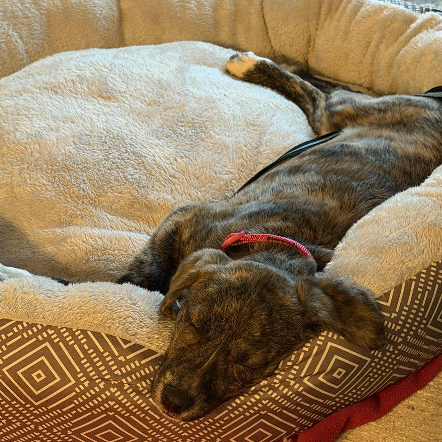 Enlarge Queen, an adoptable Mixed Breed in Woolwich, ME image 3/6