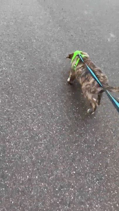 Enlarge Queen, an adoptable Mixed Breed in Woolwich, ME video 6/6