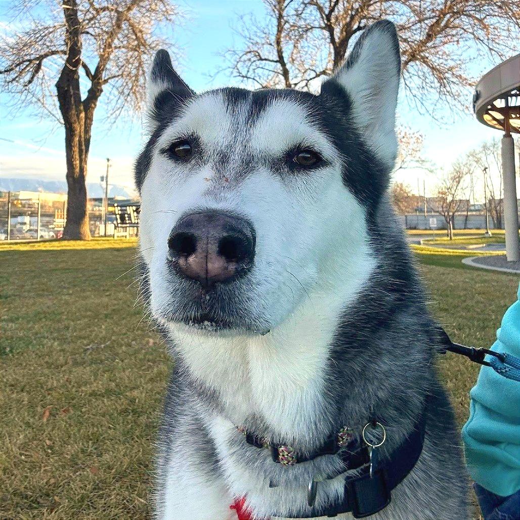 Anya, Adoptable, Adult Female Husky.