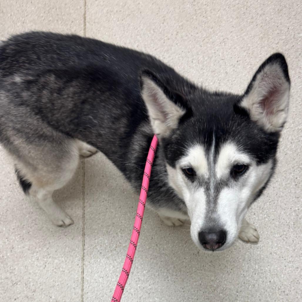 Enlarge Anya, a Adoptable Husky in Murray, UT image 1/1