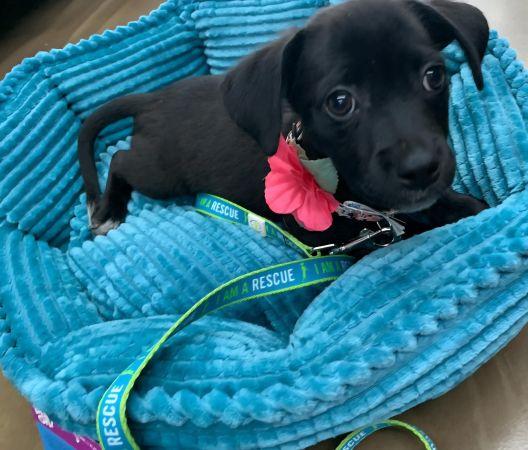 Peaches, Adopted, Puppy Female Chihuahua & Pug.