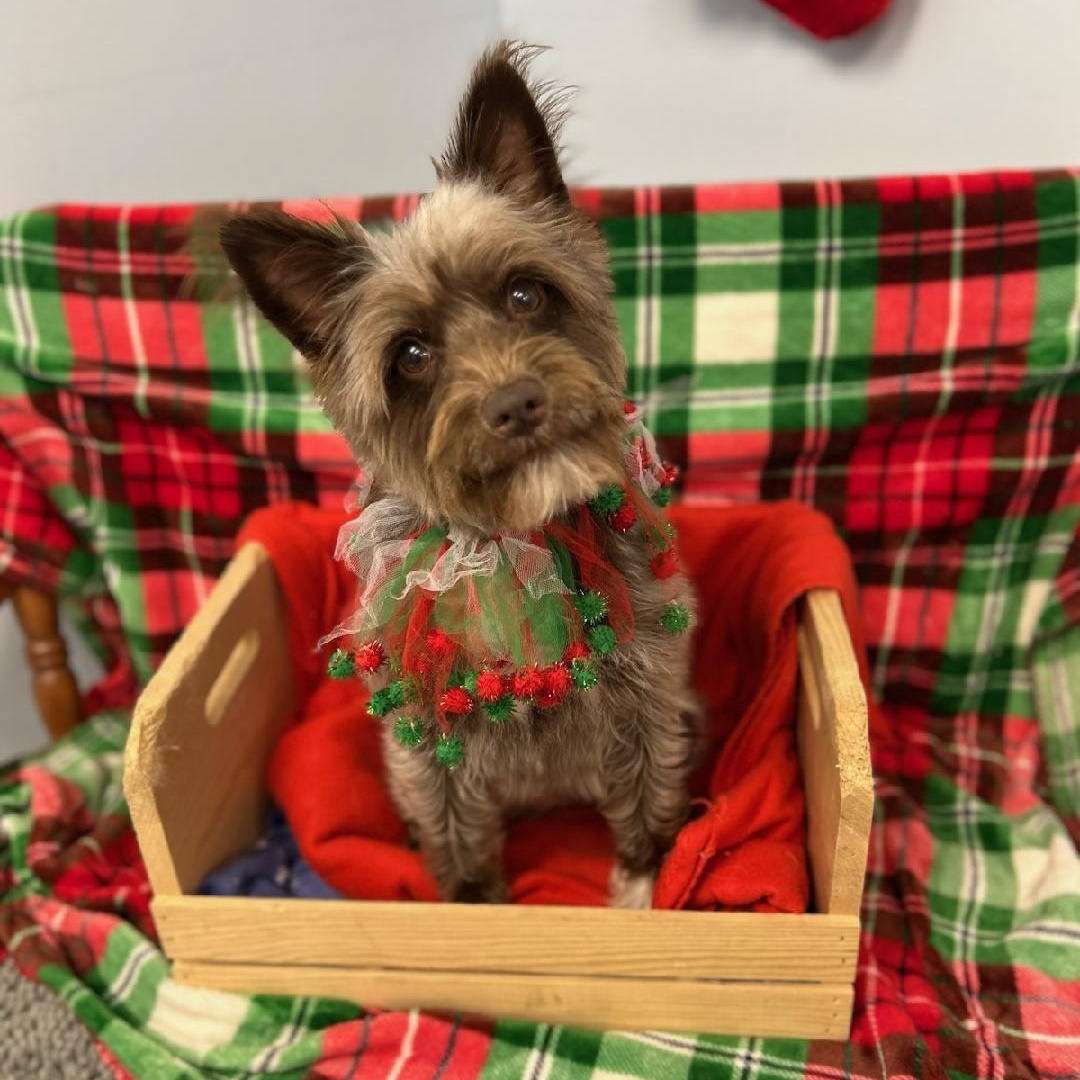 Darla, ADOPTABLE, Young Female Schnauzer.