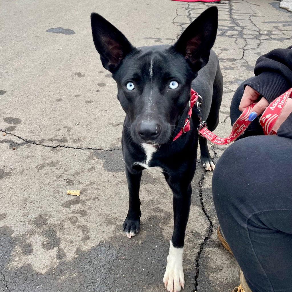 Raven, Adoptable, Young Female Australian Kelpie & Terrier.