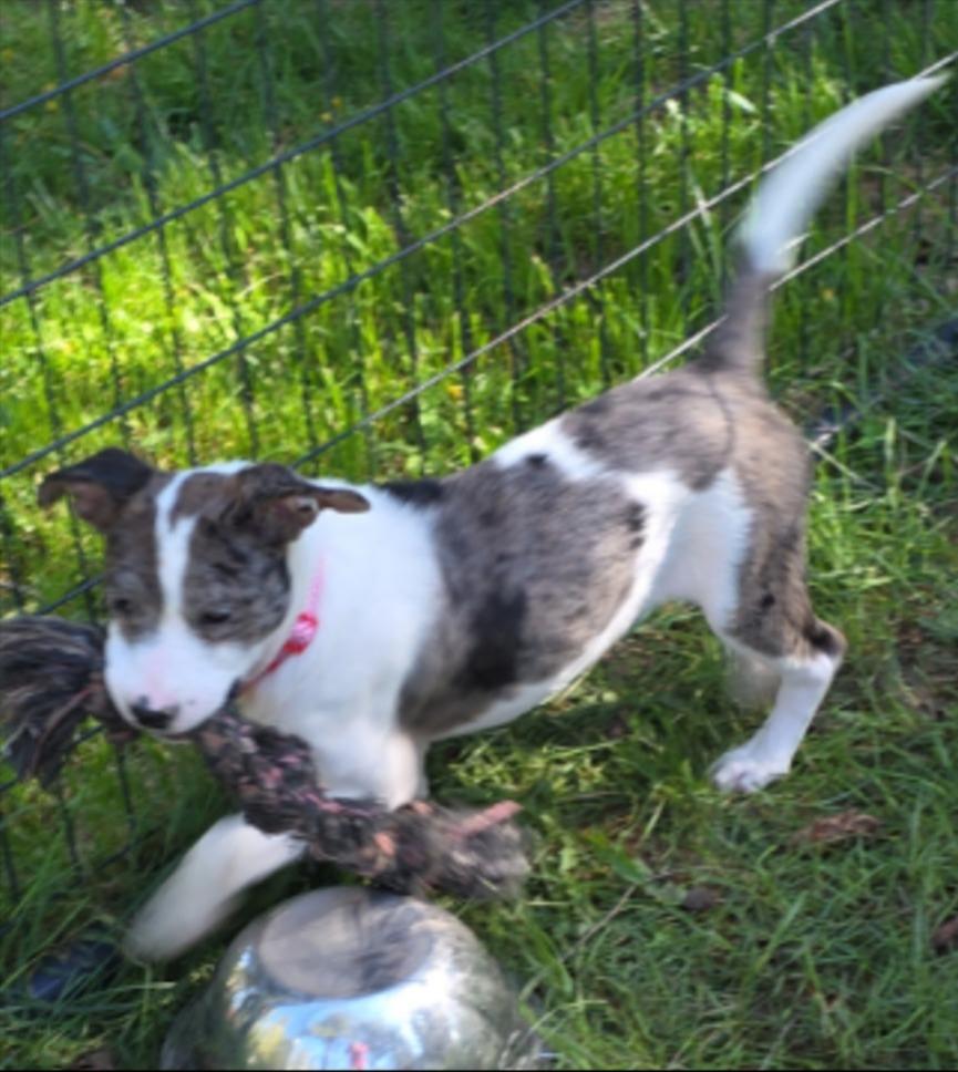 Gretel, Adoptable, Puppy Female Australian Shepherd & Pointer.