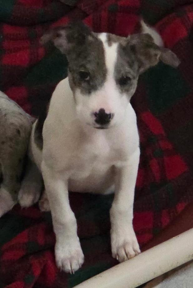 Enlarge Gretel, a Adoptable mixed breed in Thompson Falls, MT image 2/2