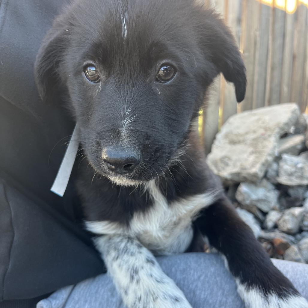 Enlarge Willow, a Adoptable mixed breed in Cashmere, WA image 1/4