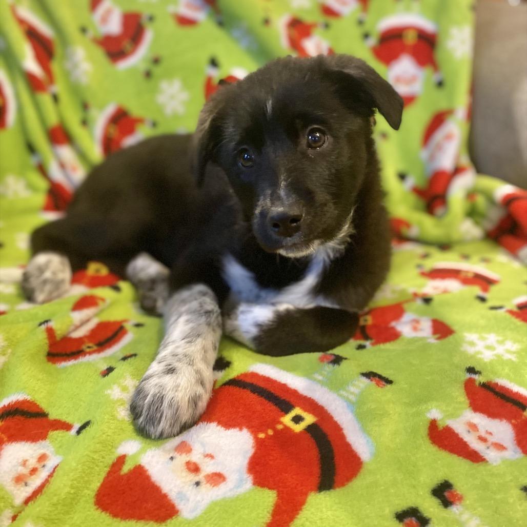 Enlarge Willow, a Adoptable mixed breed in Cashmere, WA image 2/4