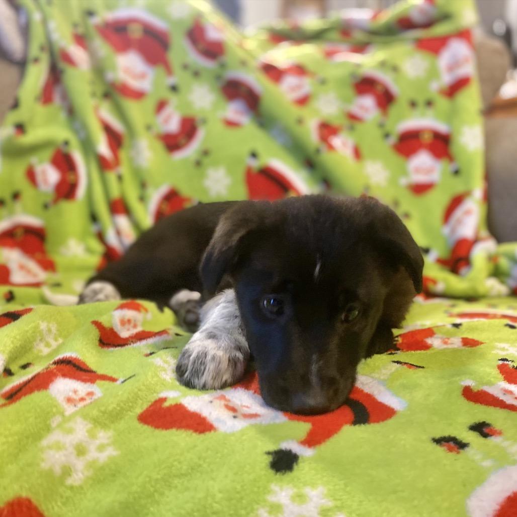 Enlarge Willow, a Adoptable mixed breed in Cashmere, WA image 3/4