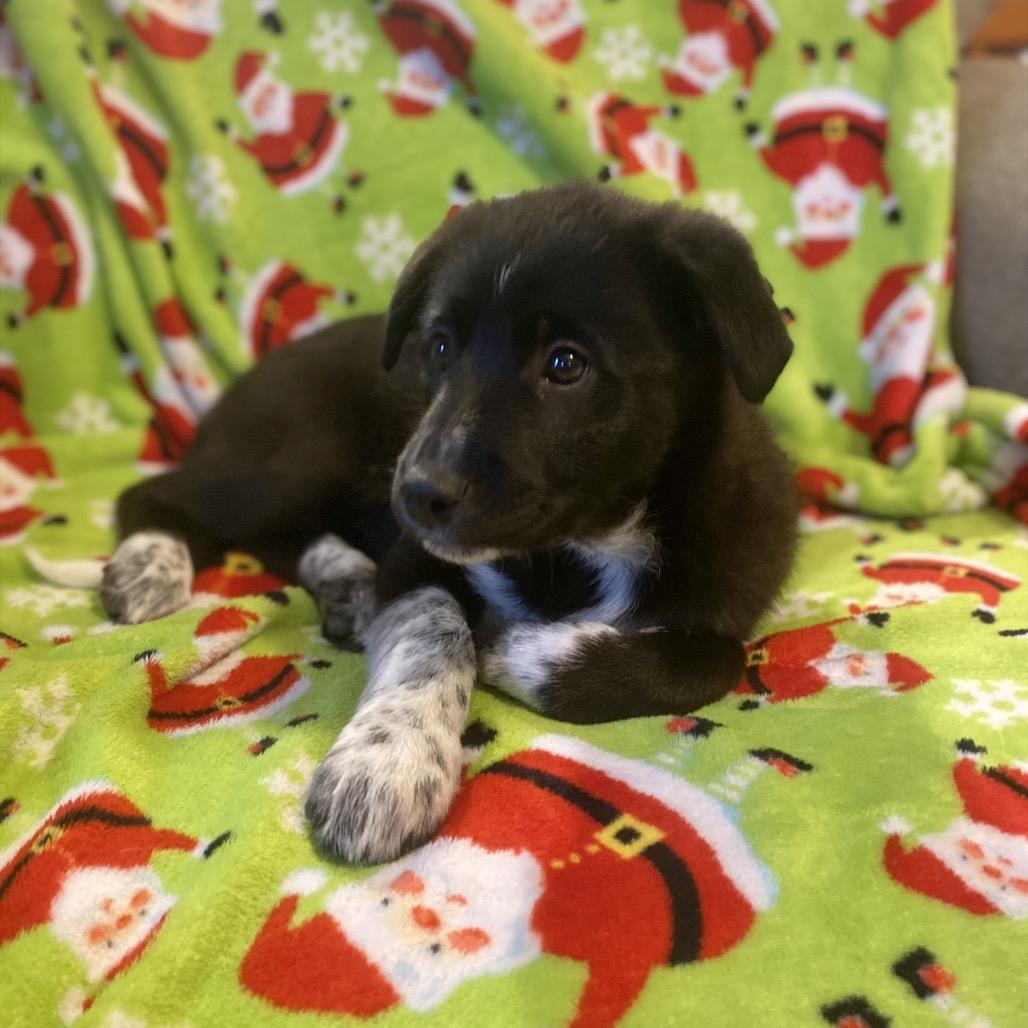 Enlarge Willow, a Adoptable mixed breed in Cashmere, WA image 4/4