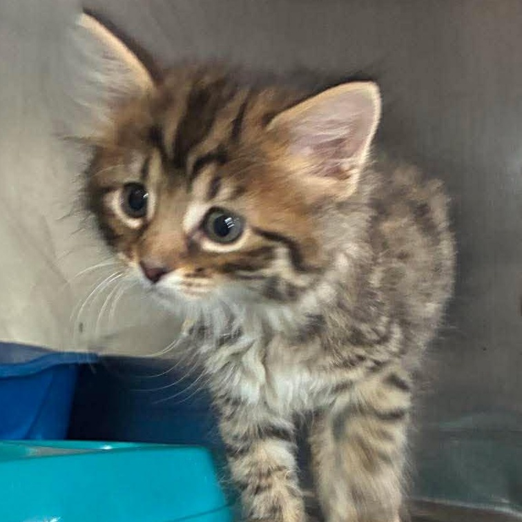 Ember, Adoptable, Kitten Female Domestic Short Hair & Tabby.