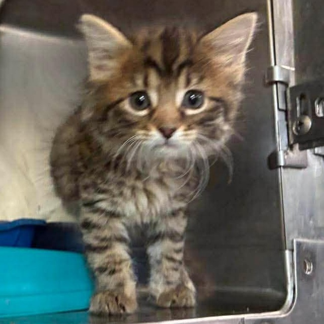 Ember, a Adoptable mixed breed in Petersburg, IL image 3/6