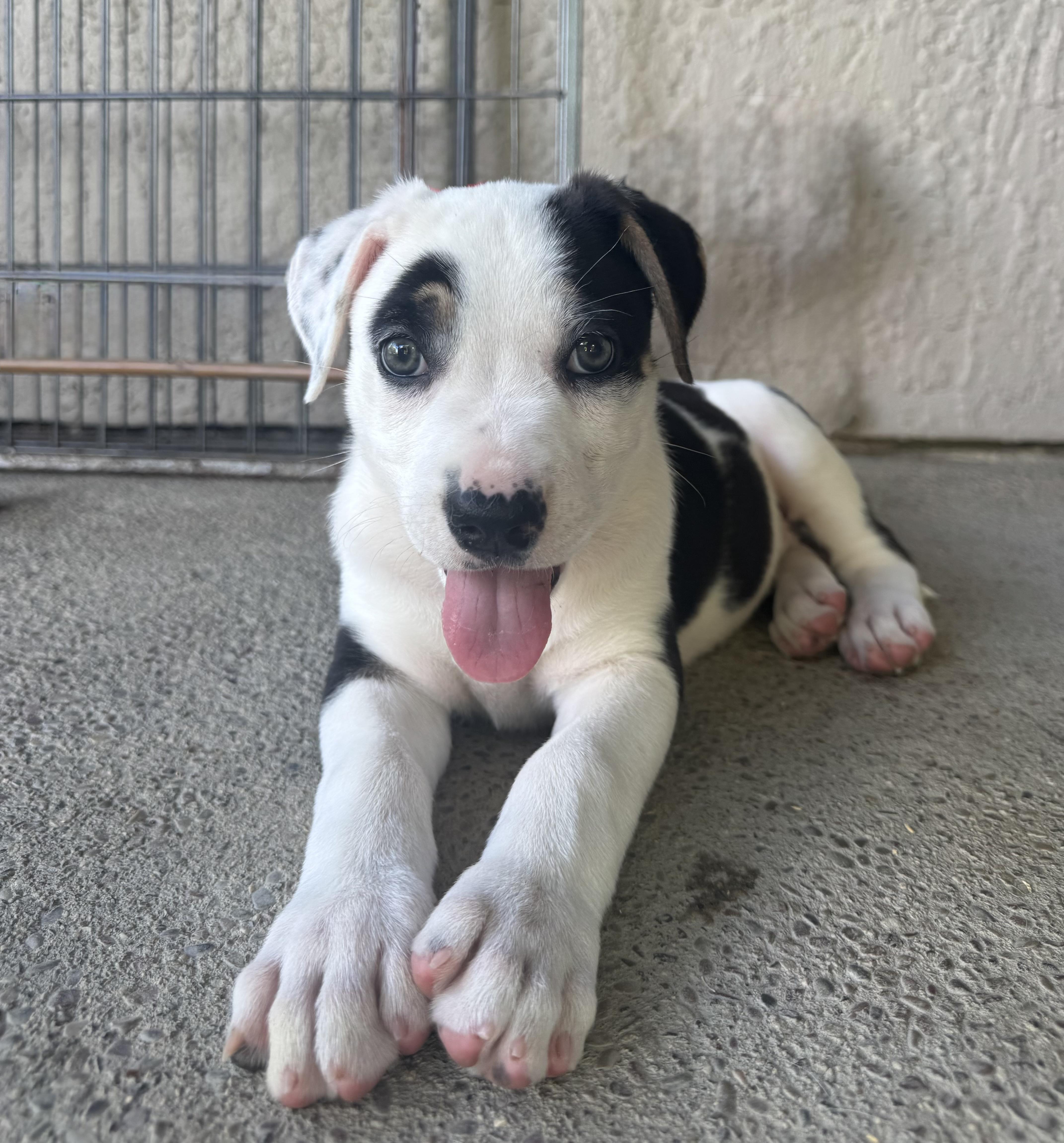 Enlarge Opal, a ADOPTABLE mixed breed in Lincoln, CA image 4/4