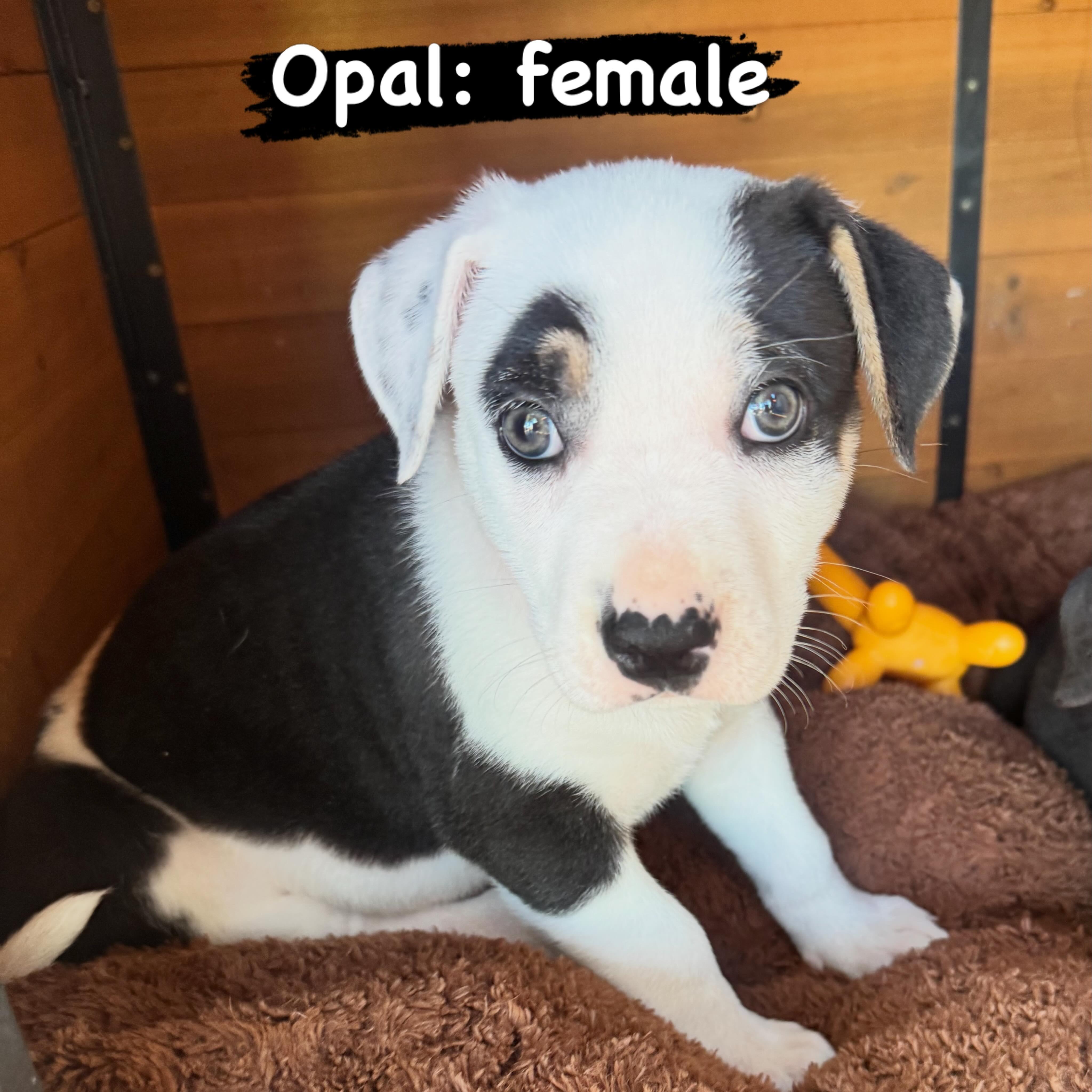 Opal, ADOPTABLE, Puppy Female Pit Bull Terrier.