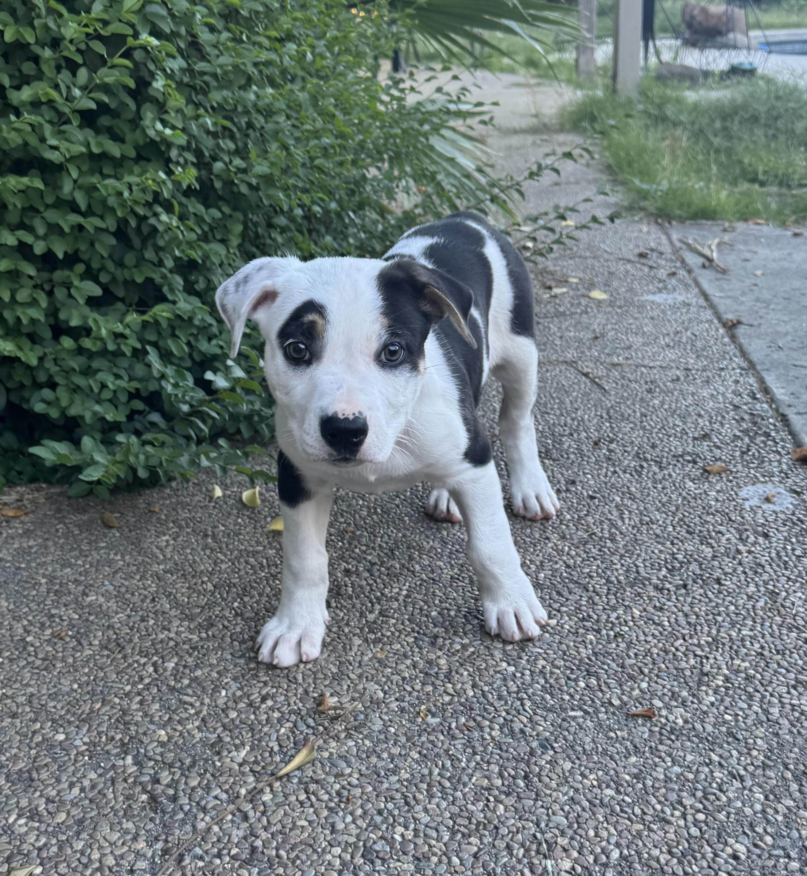 Enlarge Opal, a ADOPTABLE mixed breed in Lincoln, CA image 3/4
