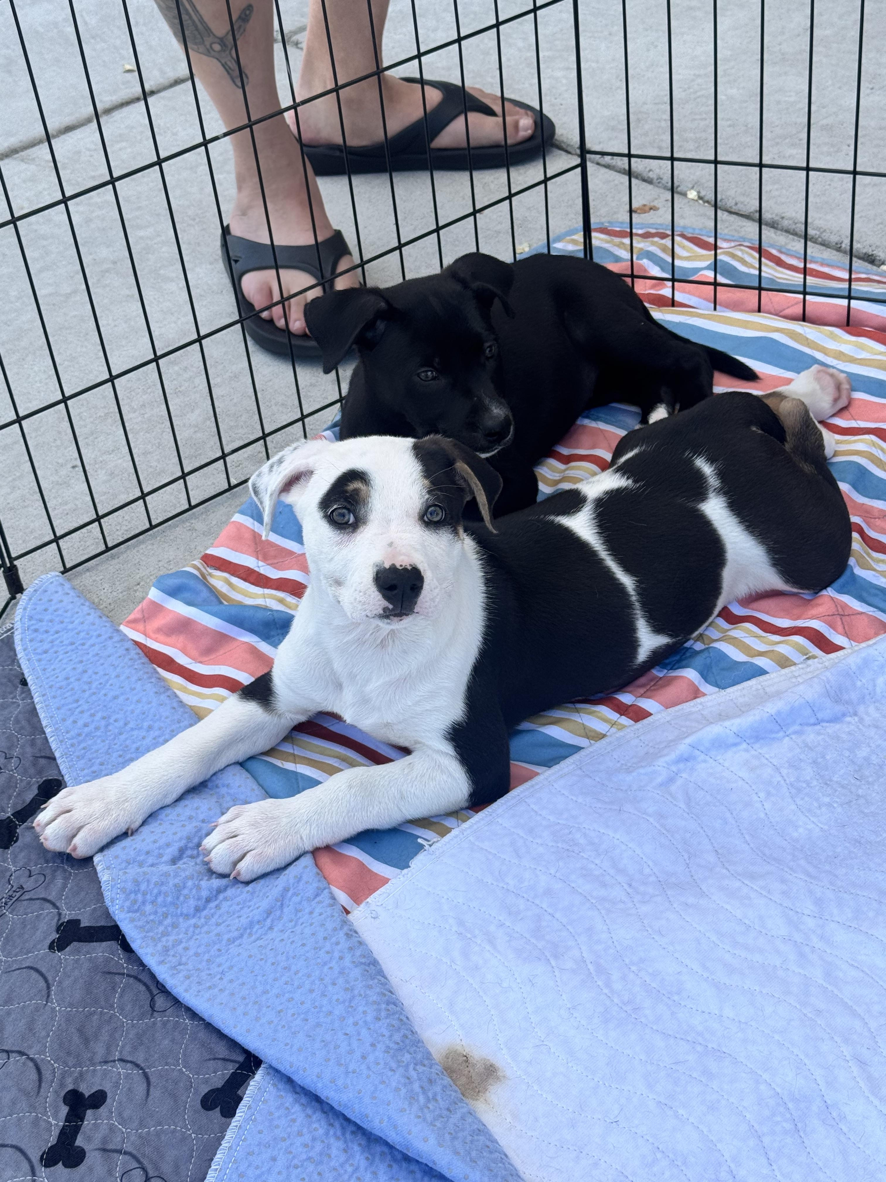 Enlarge Opal, a ADOPTABLE mixed breed in Lincoln, CA image 2/4