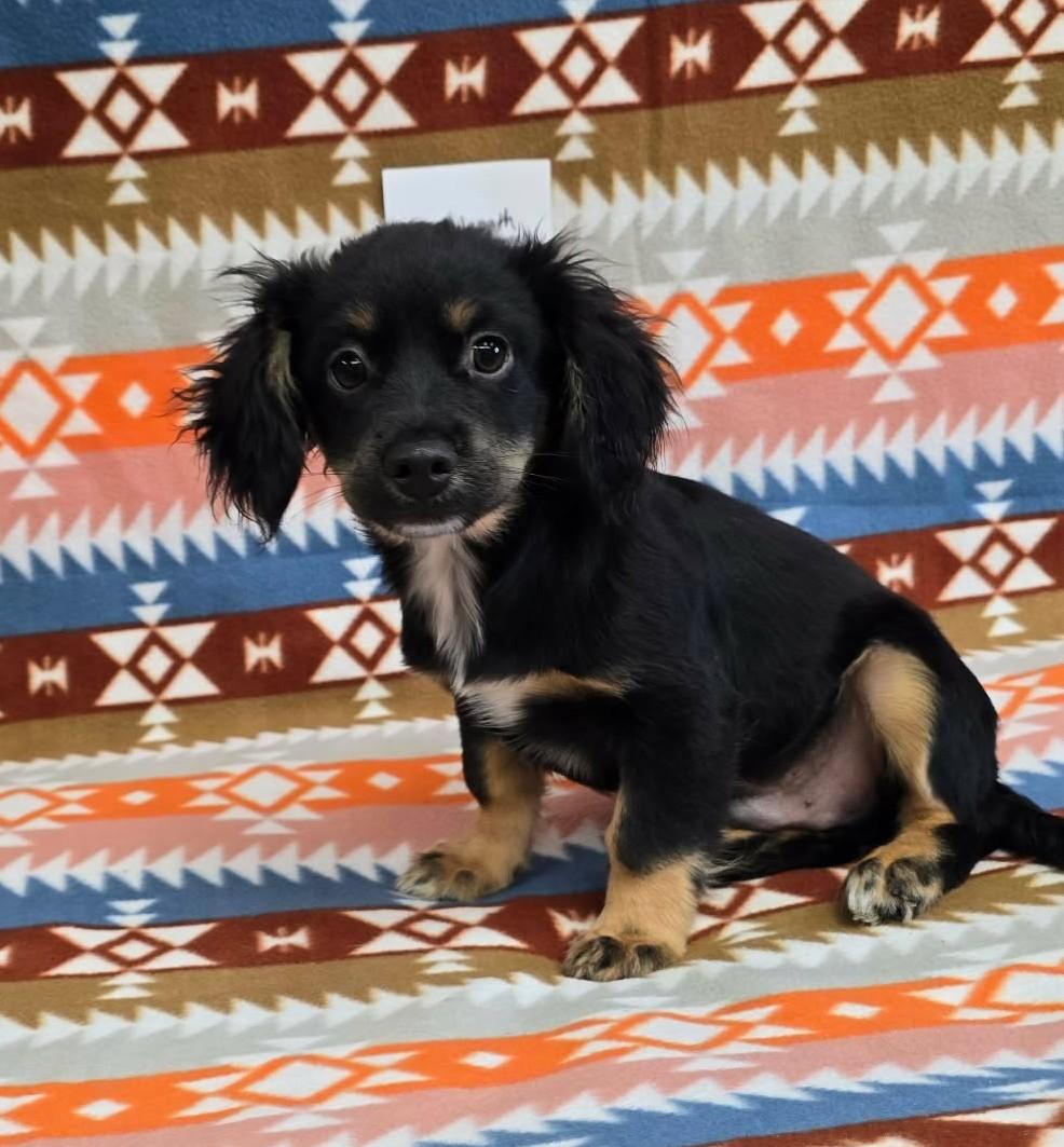 Enlarge Wavelength, an adopted mixed breed in Othello, WA image 1/6
