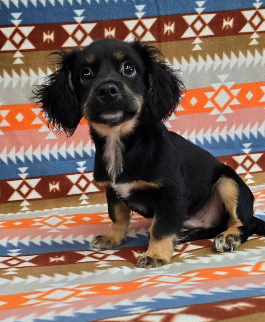Enlarge Wavelength, an adopted mixed breed in Othello, WA image 6/6