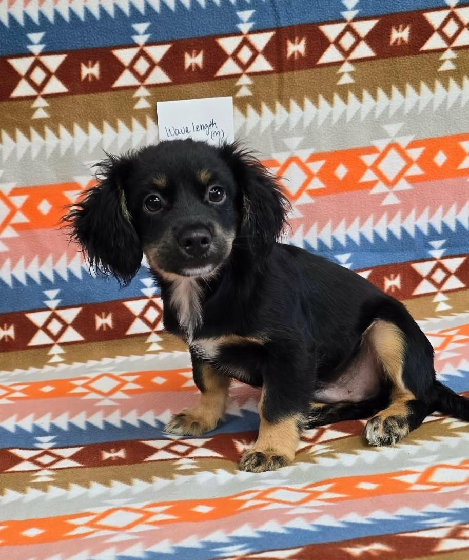 Enlarge Wavelength, an adopted mixed breed in Othello, WA image 3/6