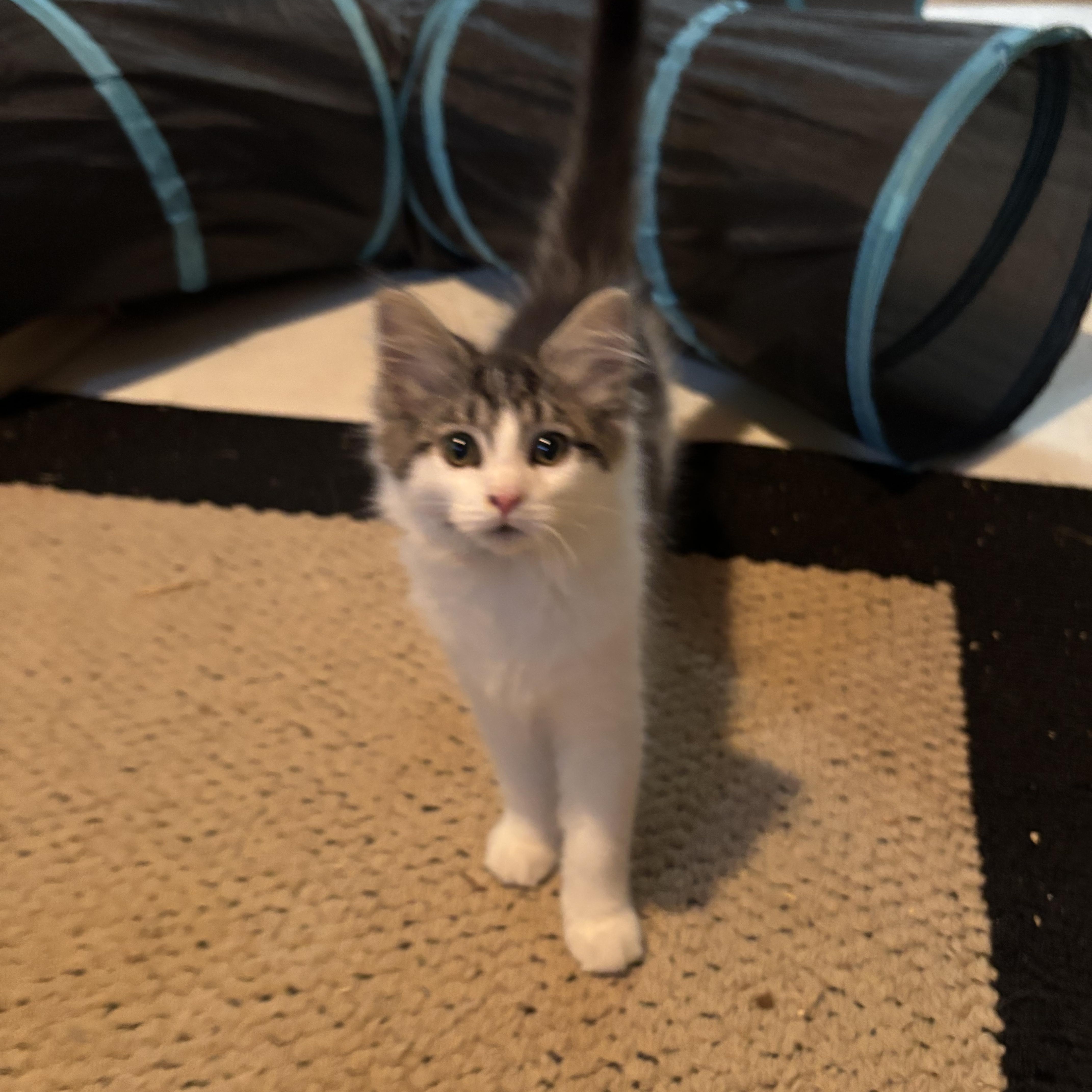 Enlarge Fancy Pants, an adopted Domestic Long Hair in Chambersburg, PA image 2/3