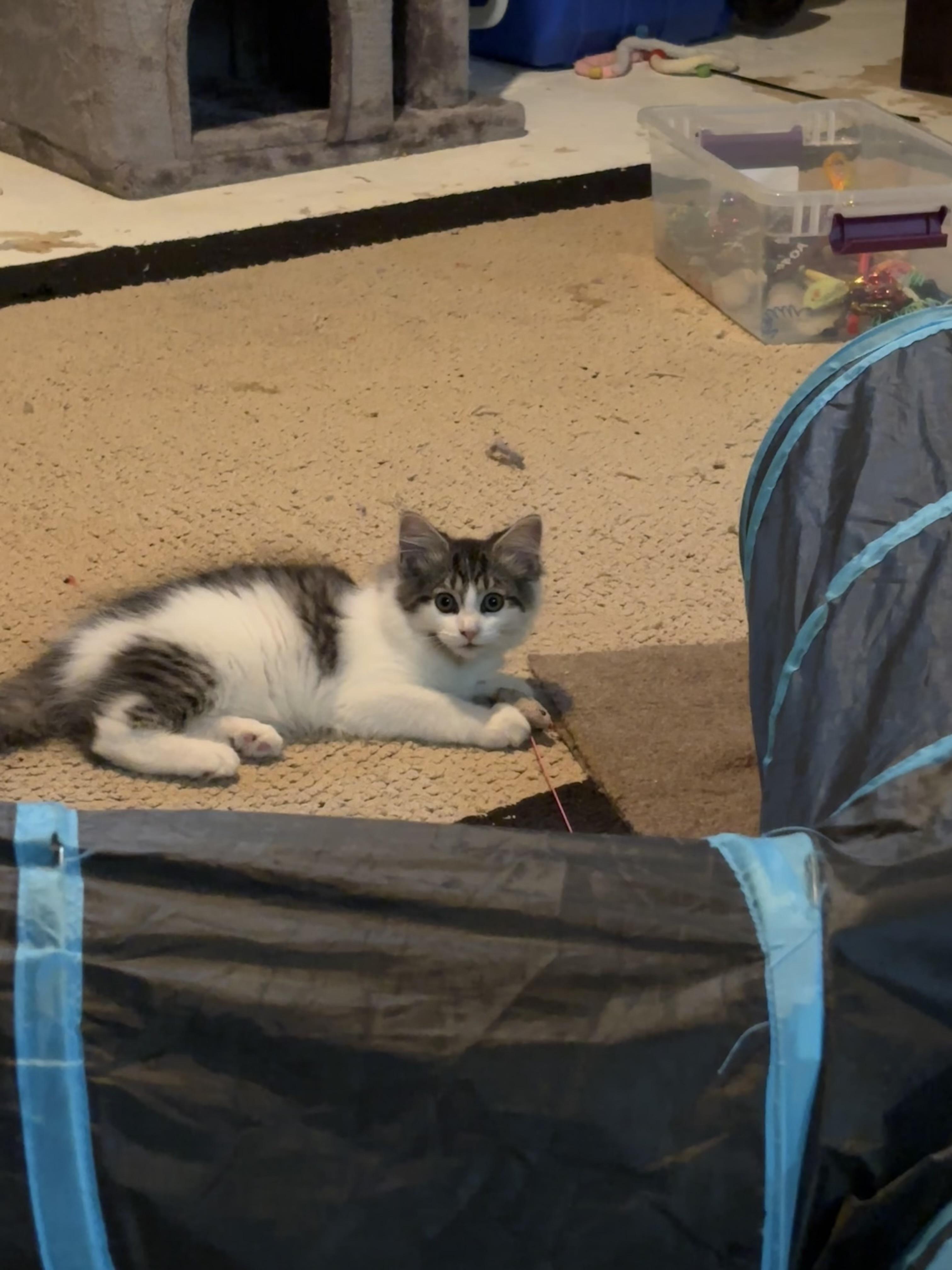 Enlarge Fancy Pants, an adopted Domestic Long Hair in Chambersburg, PA image 3/3