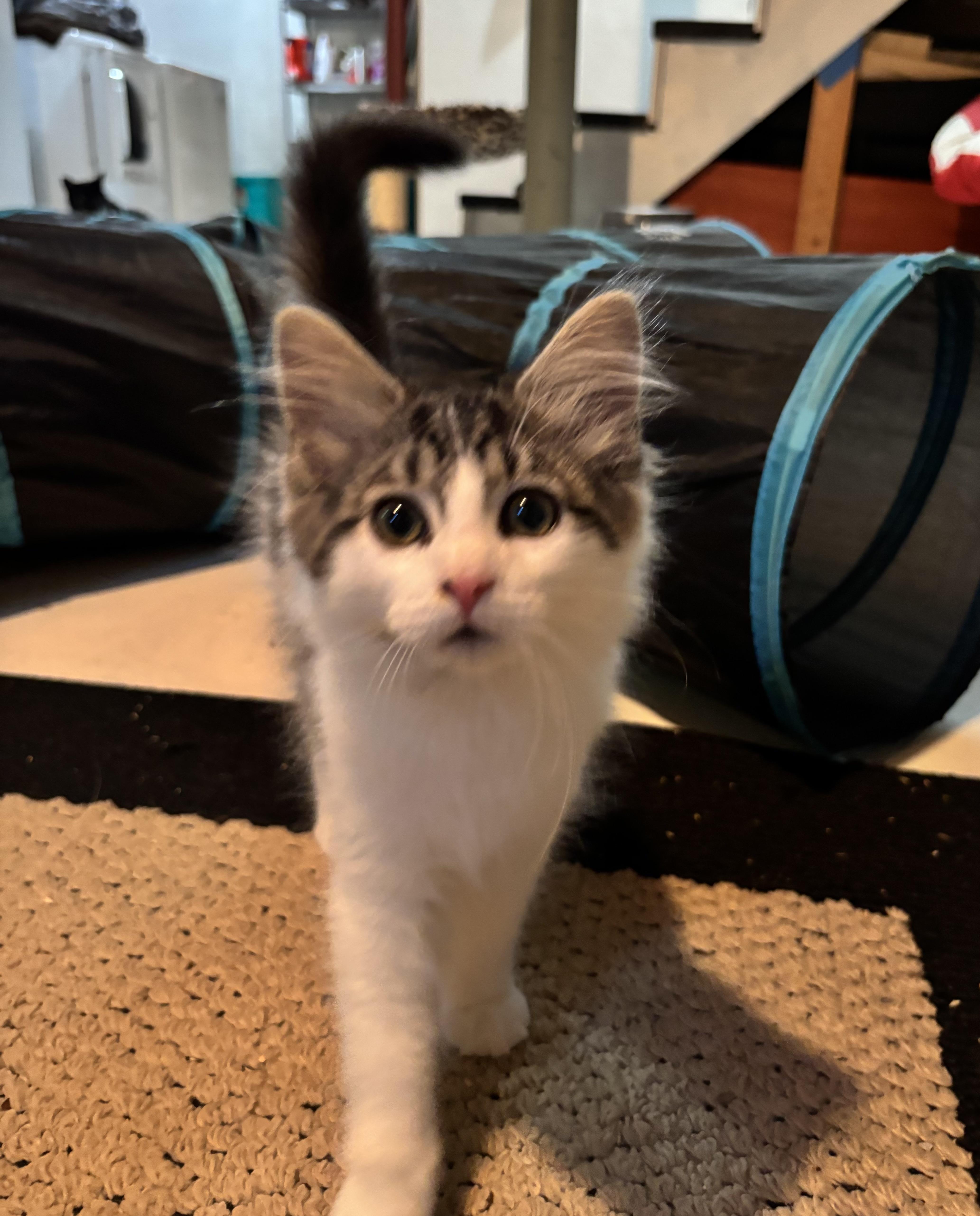 Enlarge Fancy Pants, an adopted Domestic Long Hair in Chambersburg, PA image 1/3
