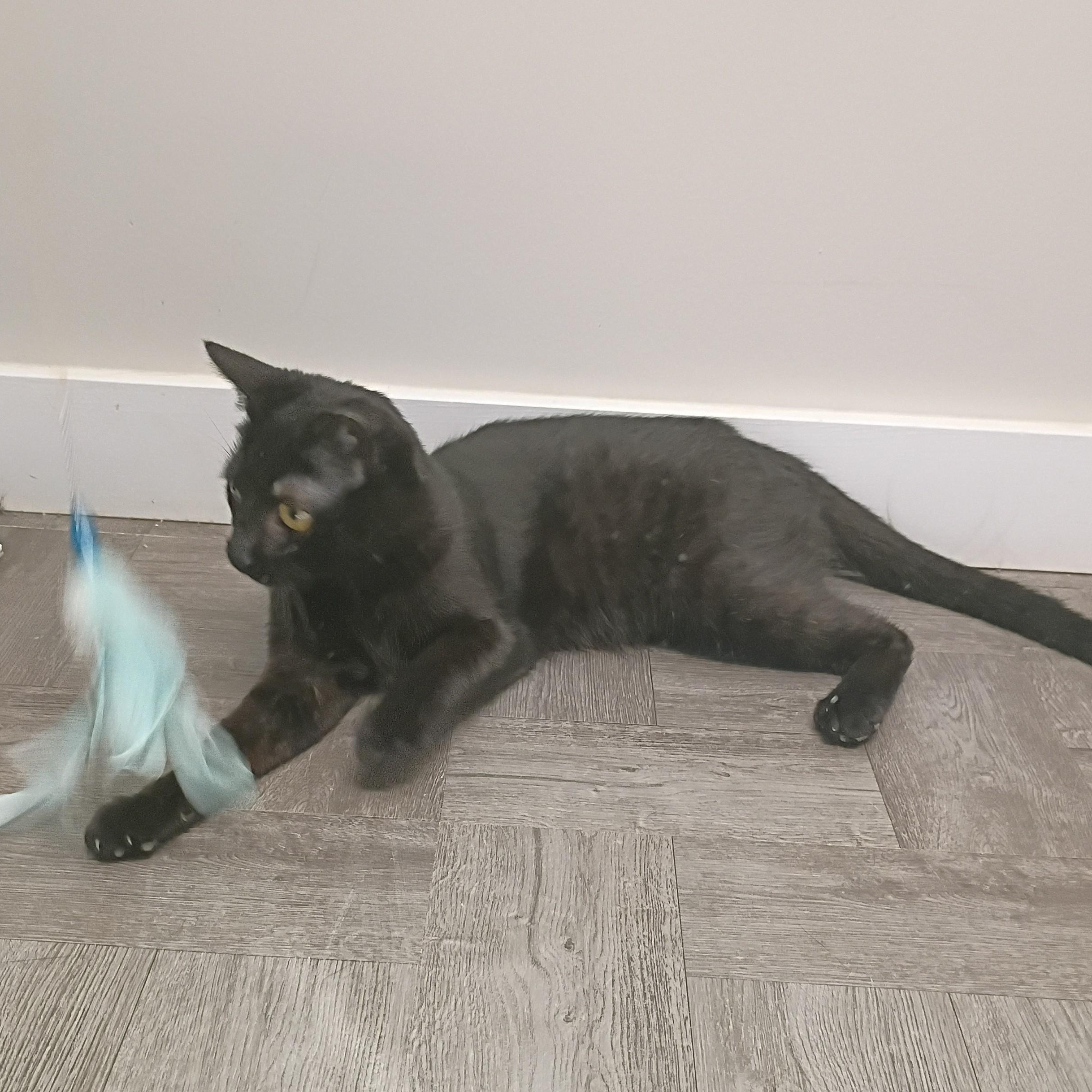 Enlarge Fiona, an adopted Domestic Short Hair in Rogersville, TN image 4/5