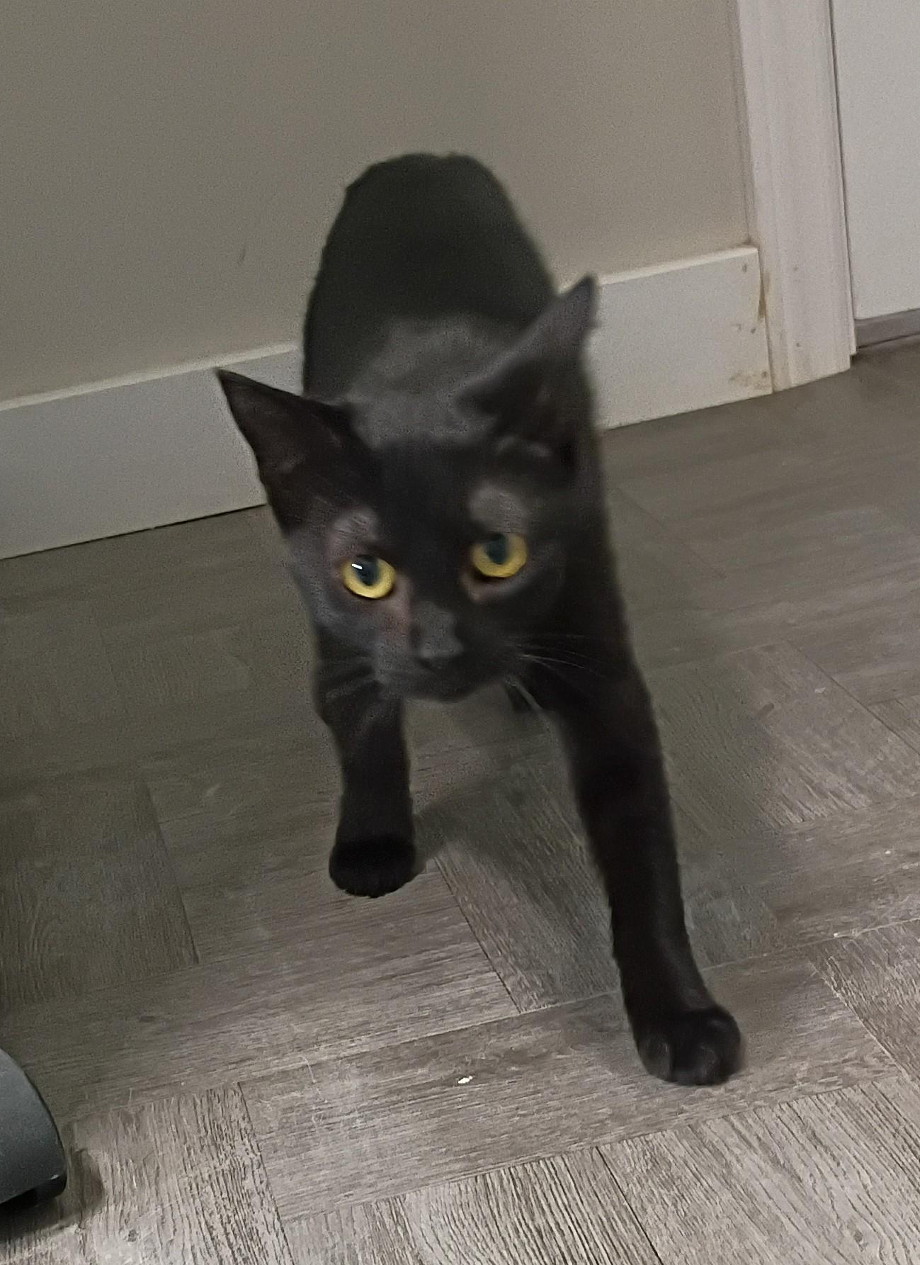 Enlarge Fiona, an adopted Domestic Short Hair in Rogersville, TN image 2/5