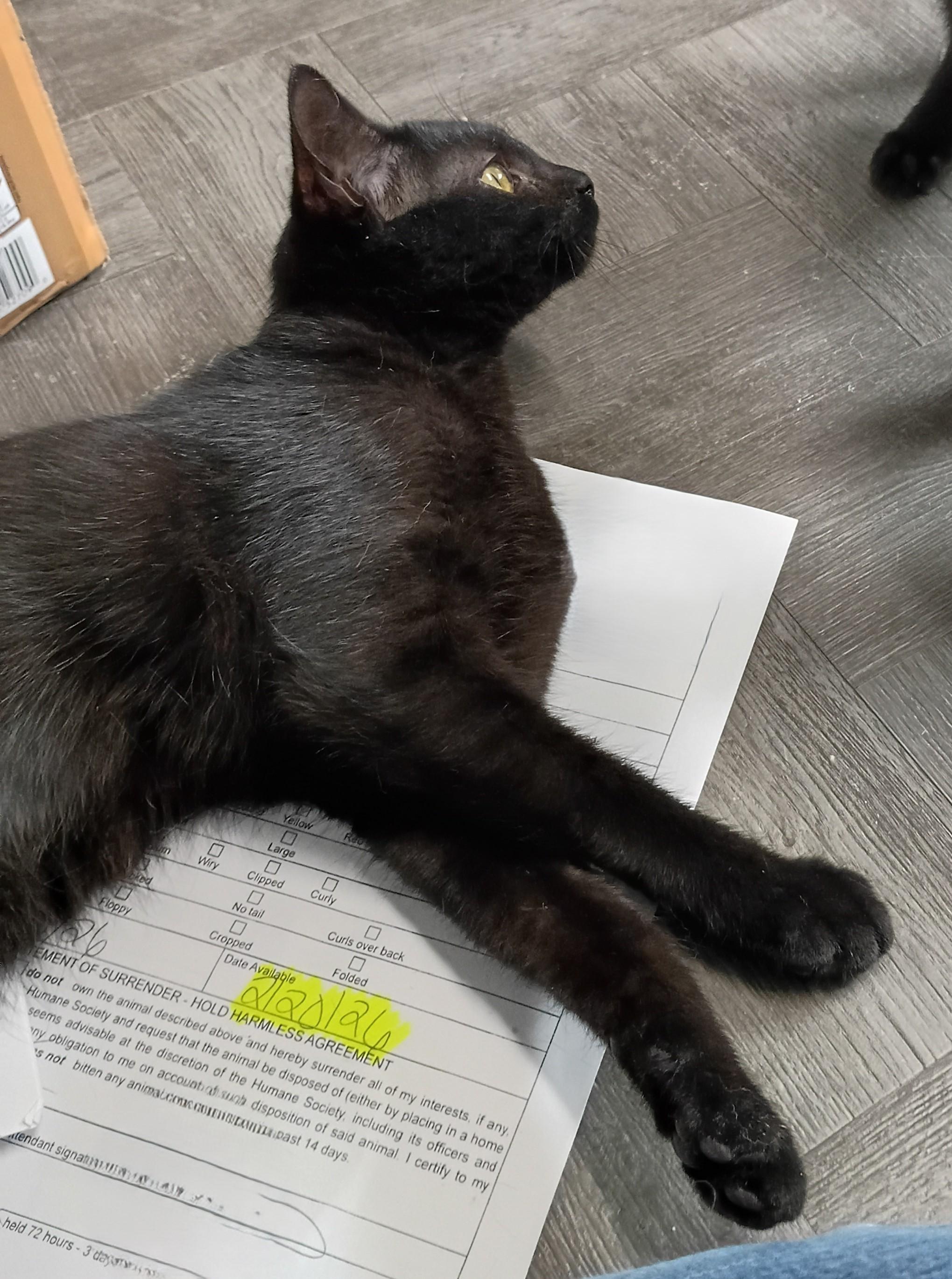 Enlarge Fiona, an adopted Domestic Short Hair in Rogersville, TN image 5/5