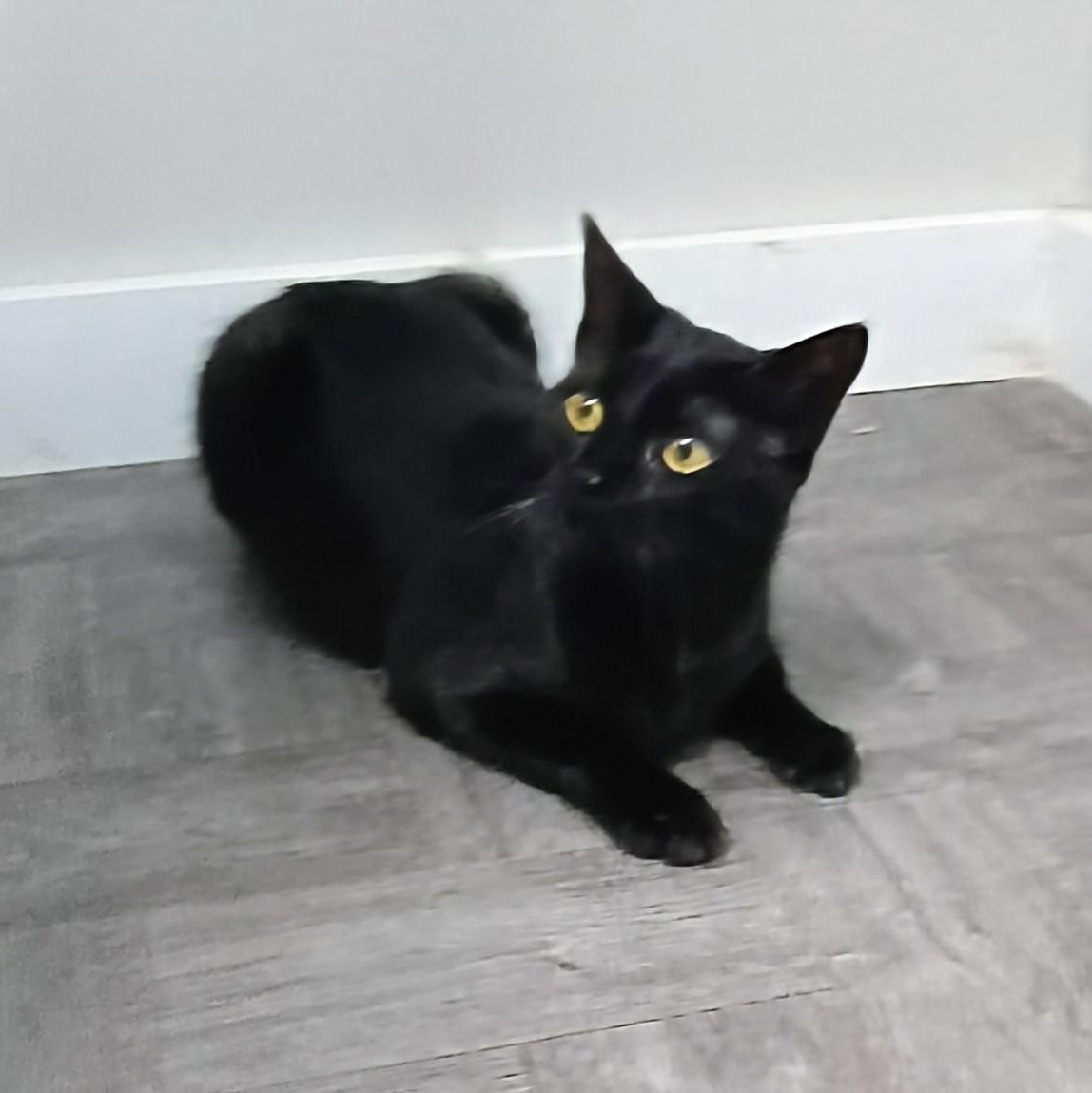 Enlarge Fiona, an adopted Domestic Short Hair in Rogersville, TN image 1/5