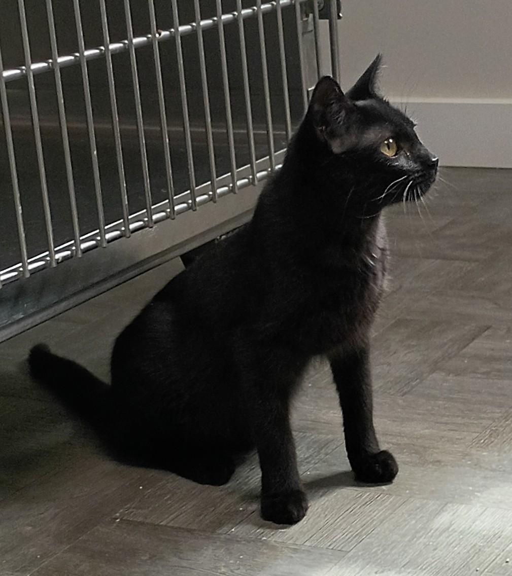Enlarge Fiona, an adopted Domestic Short Hair in Rogersville, TN image 3/5