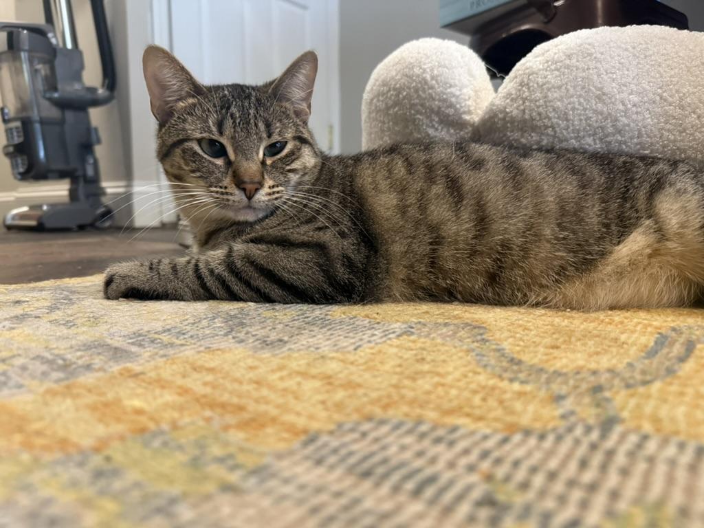 Enlarge Gin, a Adoptable Domestic Short Hair in Brooklyn, NY image 4/5