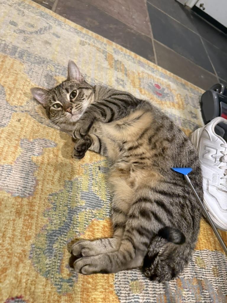 Enlarge Gin, a Adoptable Domestic Short Hair in Brooklyn, NY image 2/5