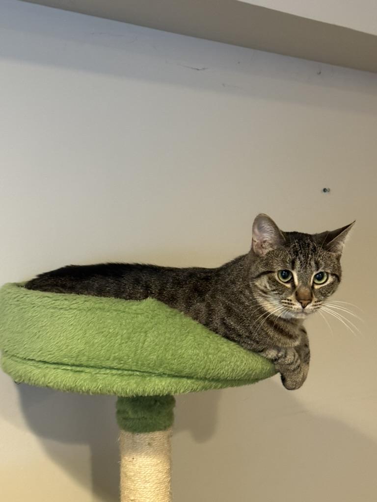 Enlarge Gin, a Adoptable Domestic Short Hair in Brooklyn, NY image 3/5