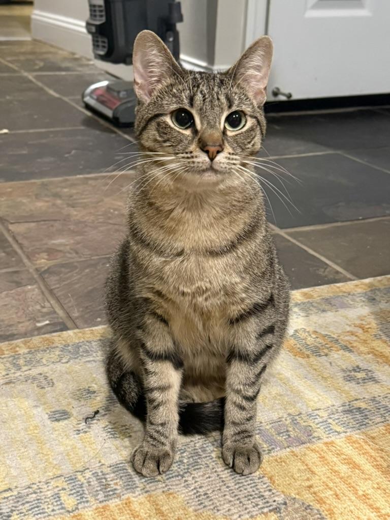 Enlarge Gin, a Adoptable Domestic Short Hair in Brooklyn, NY image 1/5