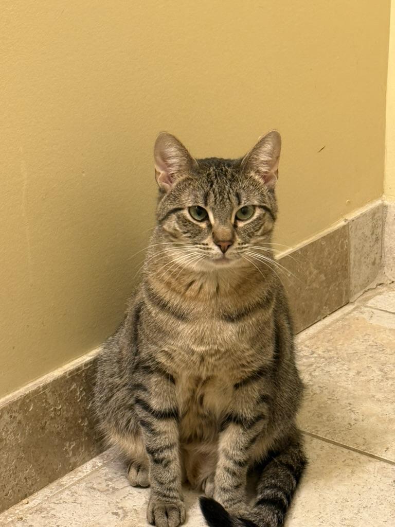 Enlarge Gin, a Adoptable Domestic Short Hair in Brooklyn, NY image 5/5