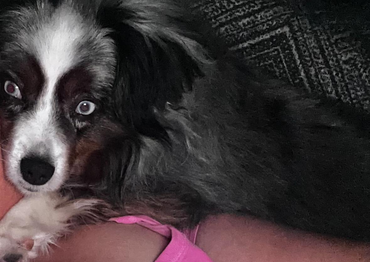 Oliver, an adopted Australian Shepherd in Pantego, TX image 1/4