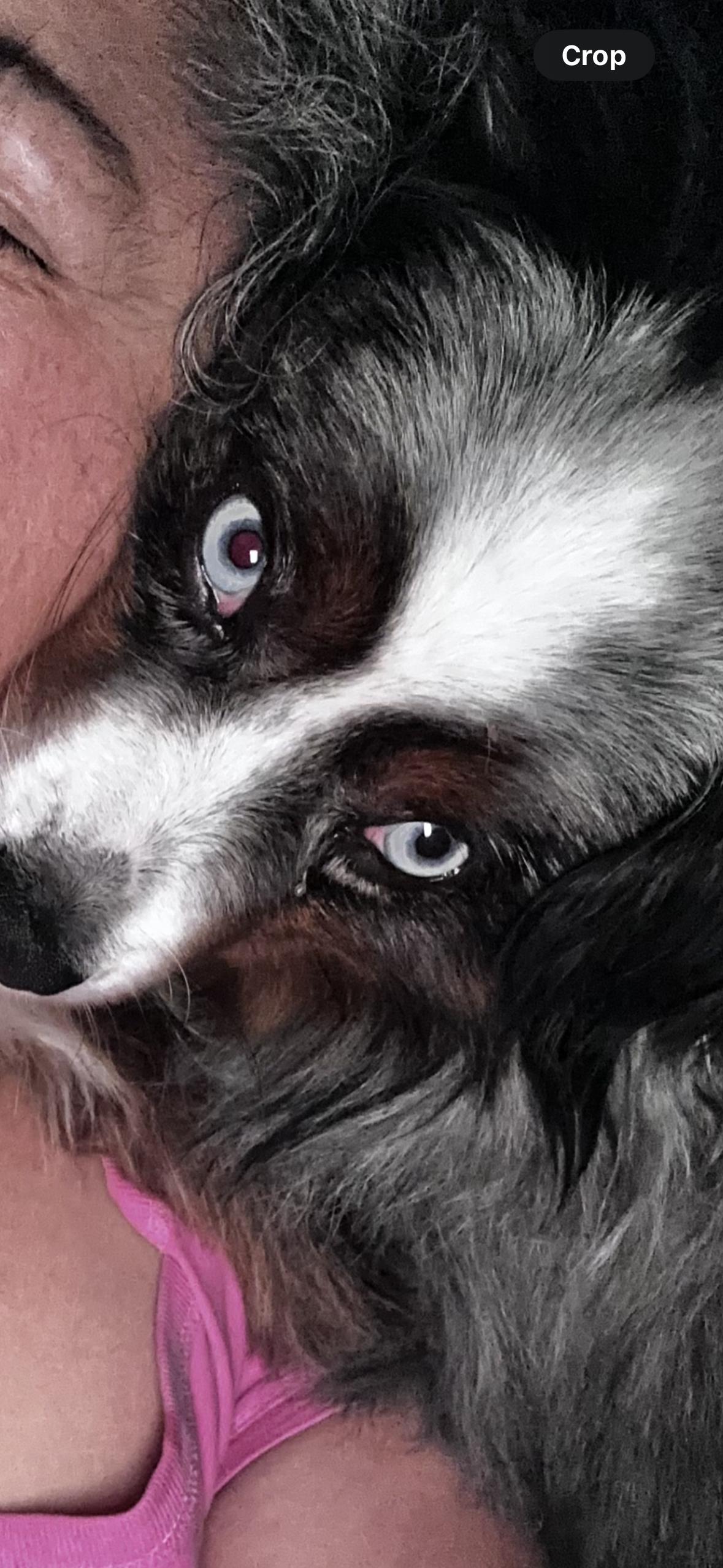 Oliver, an adopted Australian Shepherd in Pantego, TX image 2/4