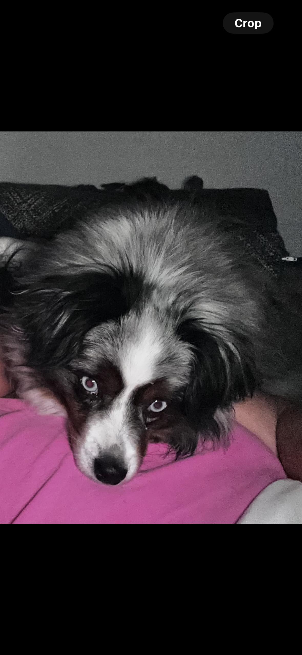 Oliver, an adopted Australian Shepherd in Pantego, TX image 3/4