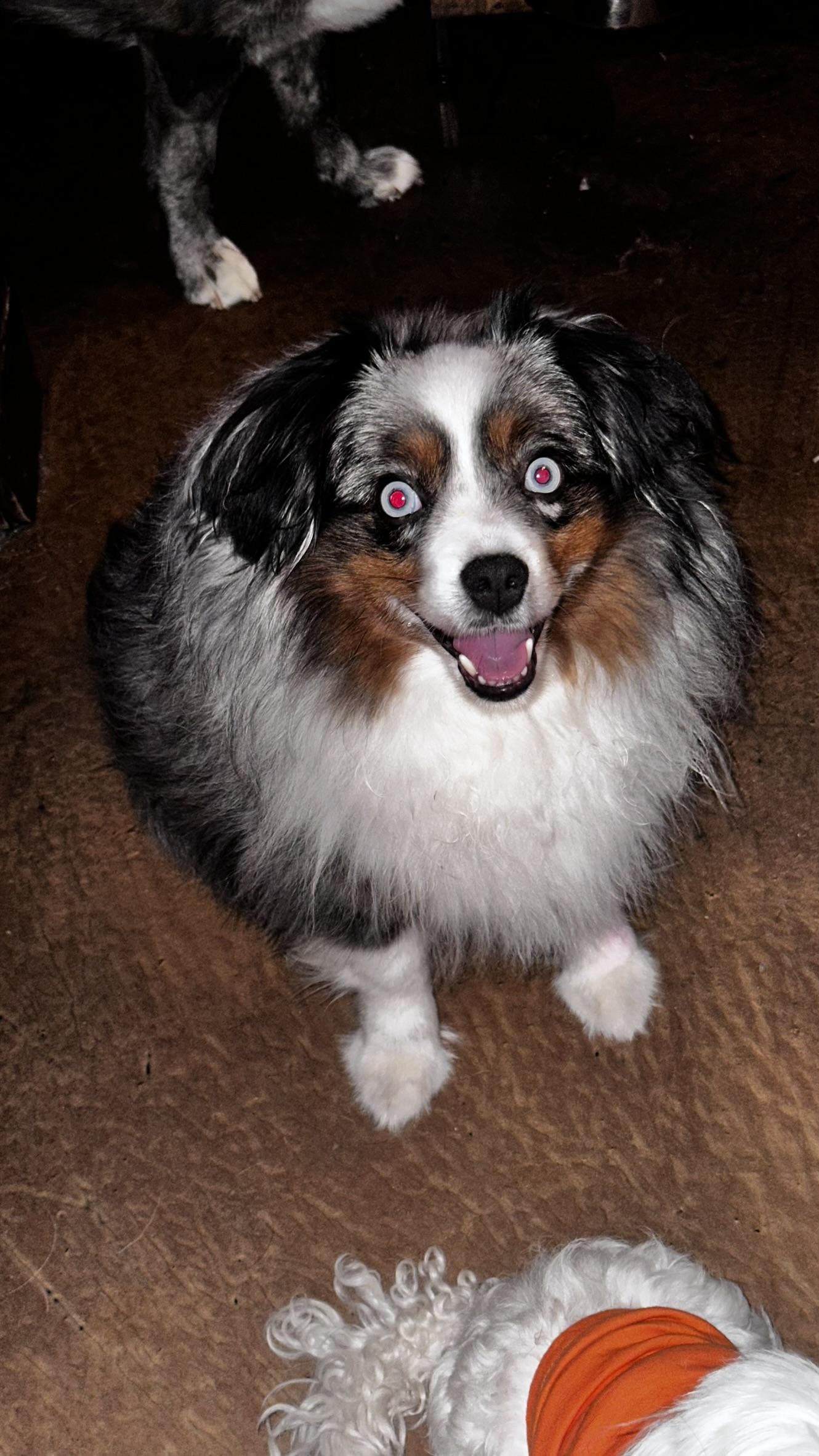 Oliver, an adopted Australian Shepherd in Pantego, TX image 4/4