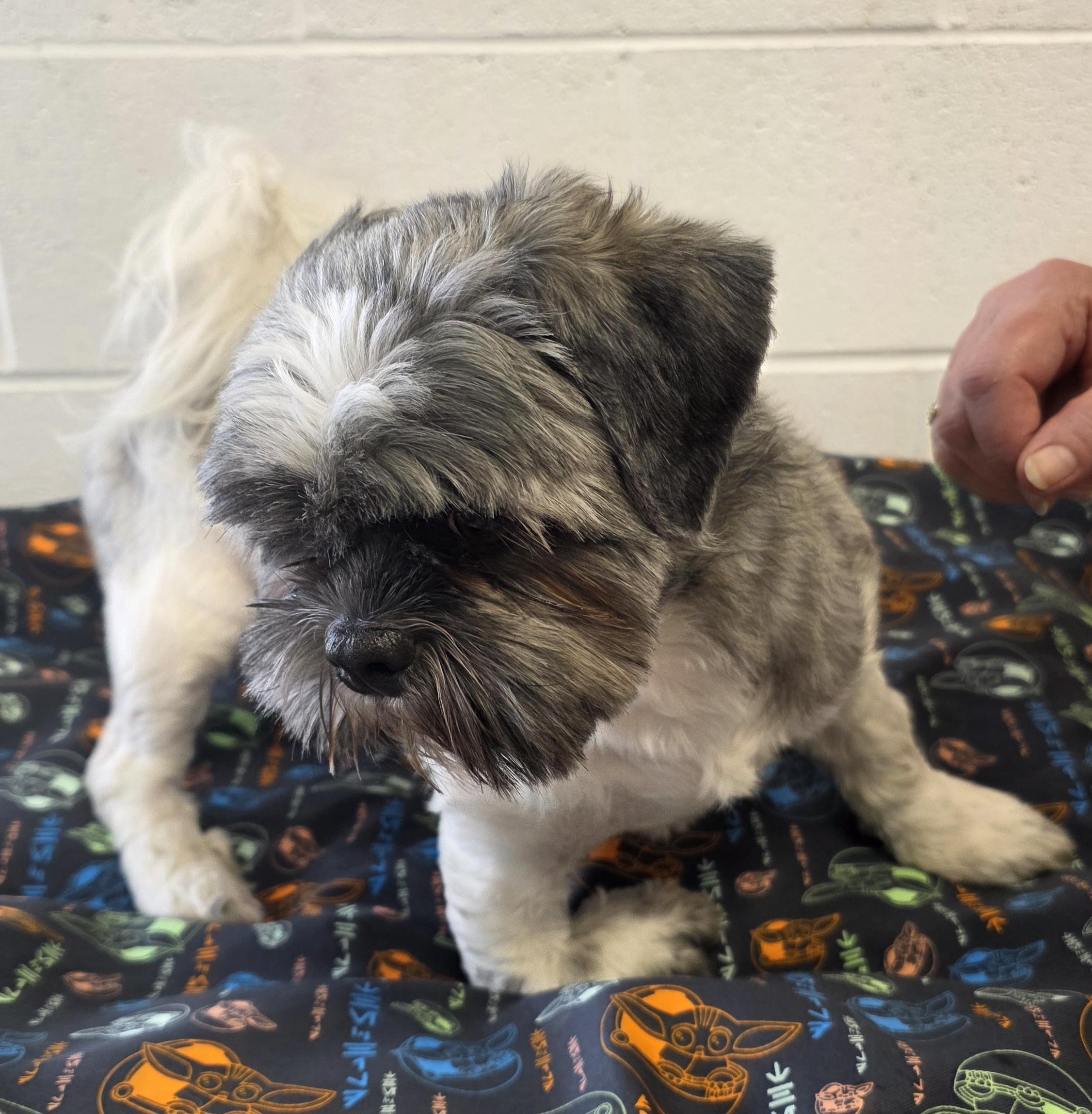 Enlarge Buddy, an adoptable Shih Tzu in Wheelersburg, OH image 3/4