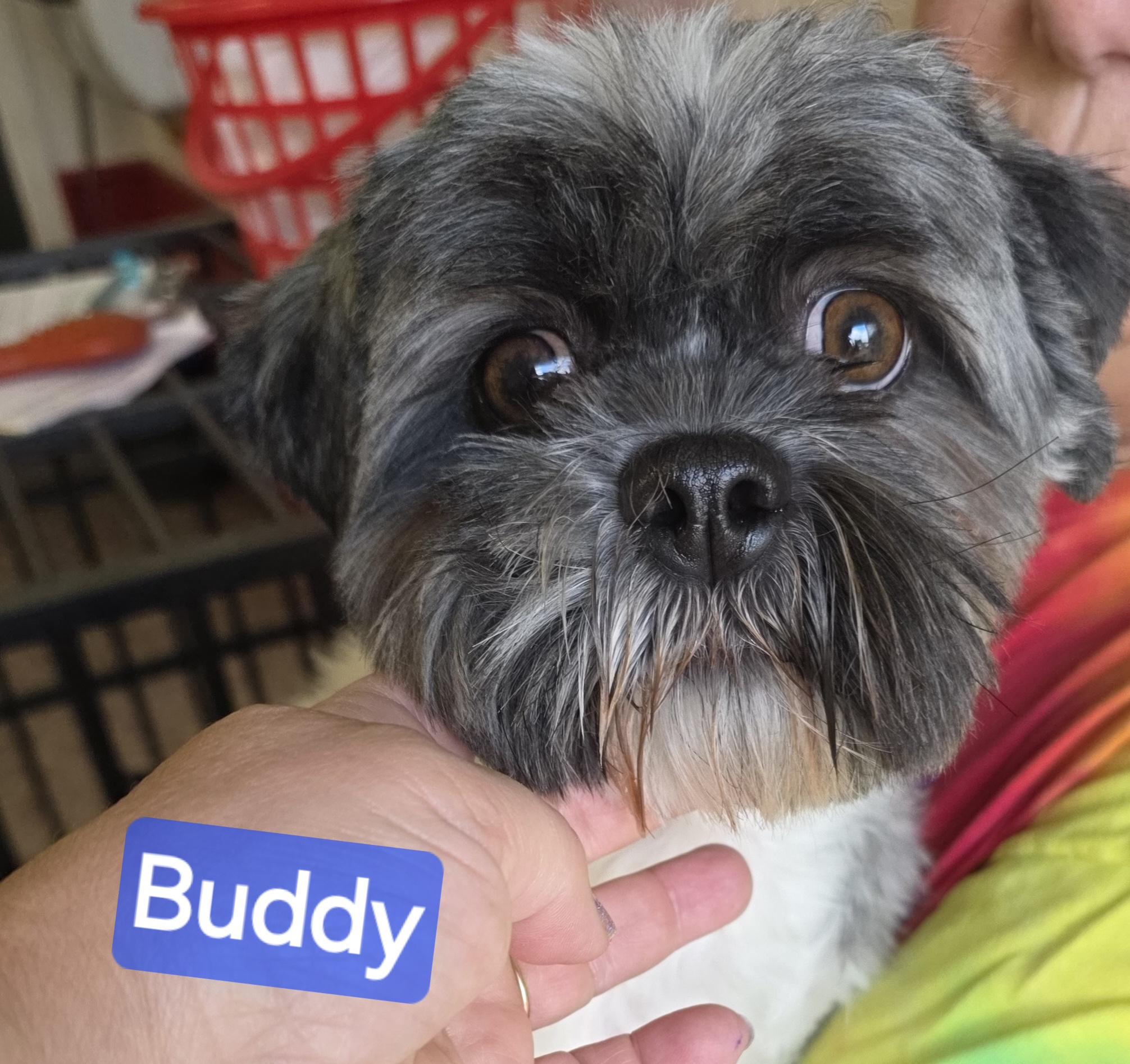 Enlarge Buddy, an adoptable Shih Tzu in Wheelersburg, OH image 2/4