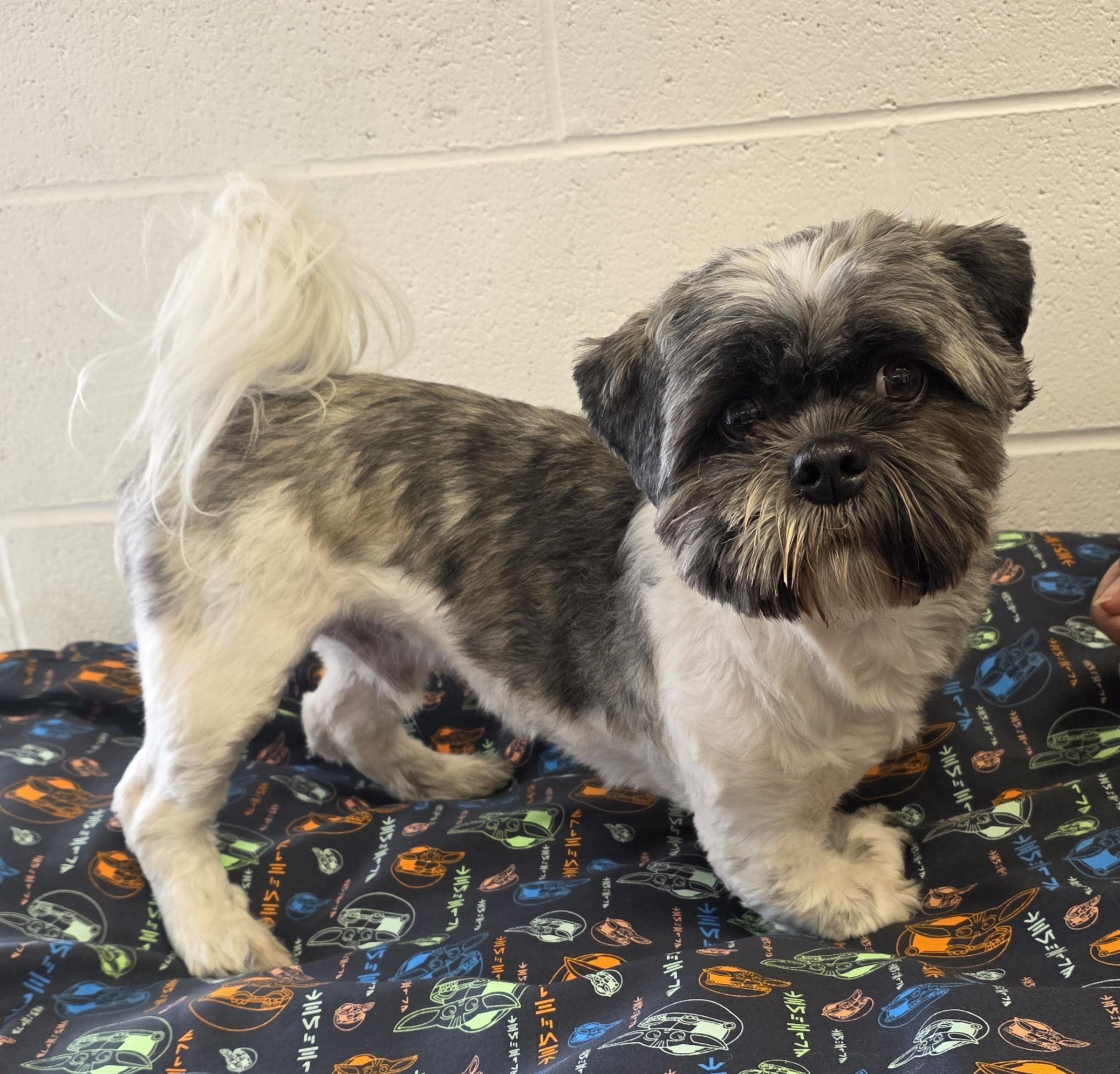 Buddy, adoptable, Adult Male Shih Tzu.