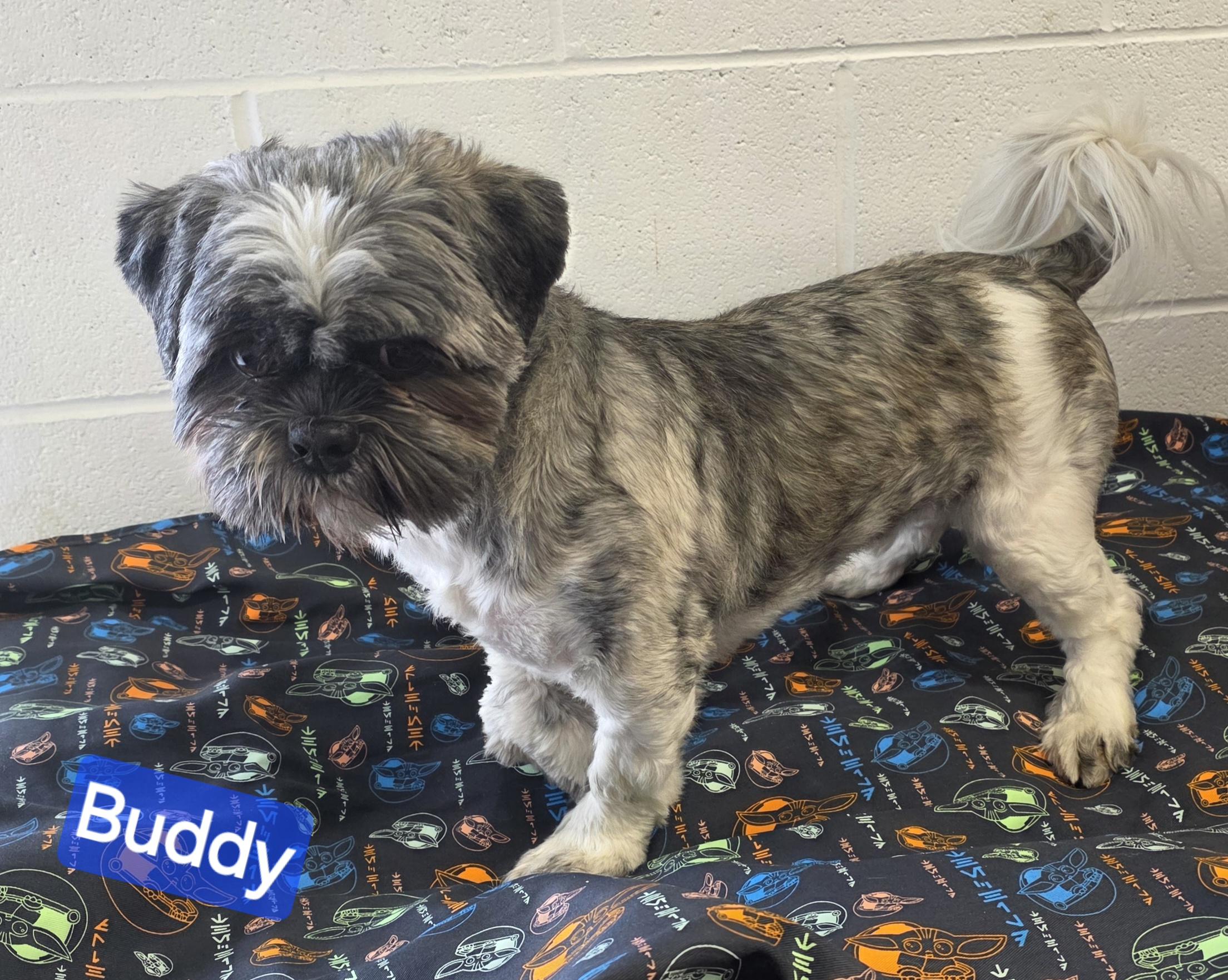 Enlarge Buddy, an adoptable Shih Tzu in Wheelersburg, OH image 4/4