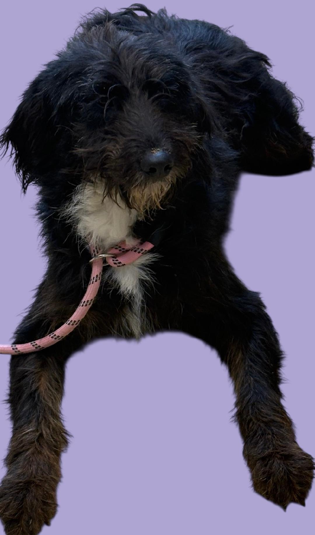 Josie, ADOPTABLE, Young Female Schnauzer.