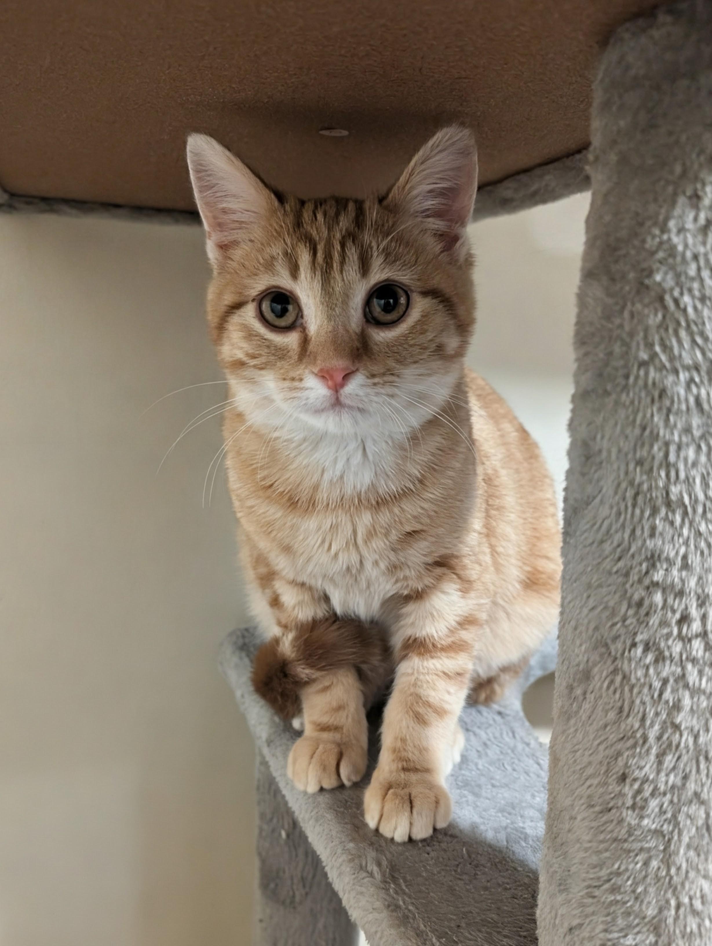 Enlarge Mayor Mike and Esai, a Adoptable Domestic Short Hair in Oakland, CA image 3/6