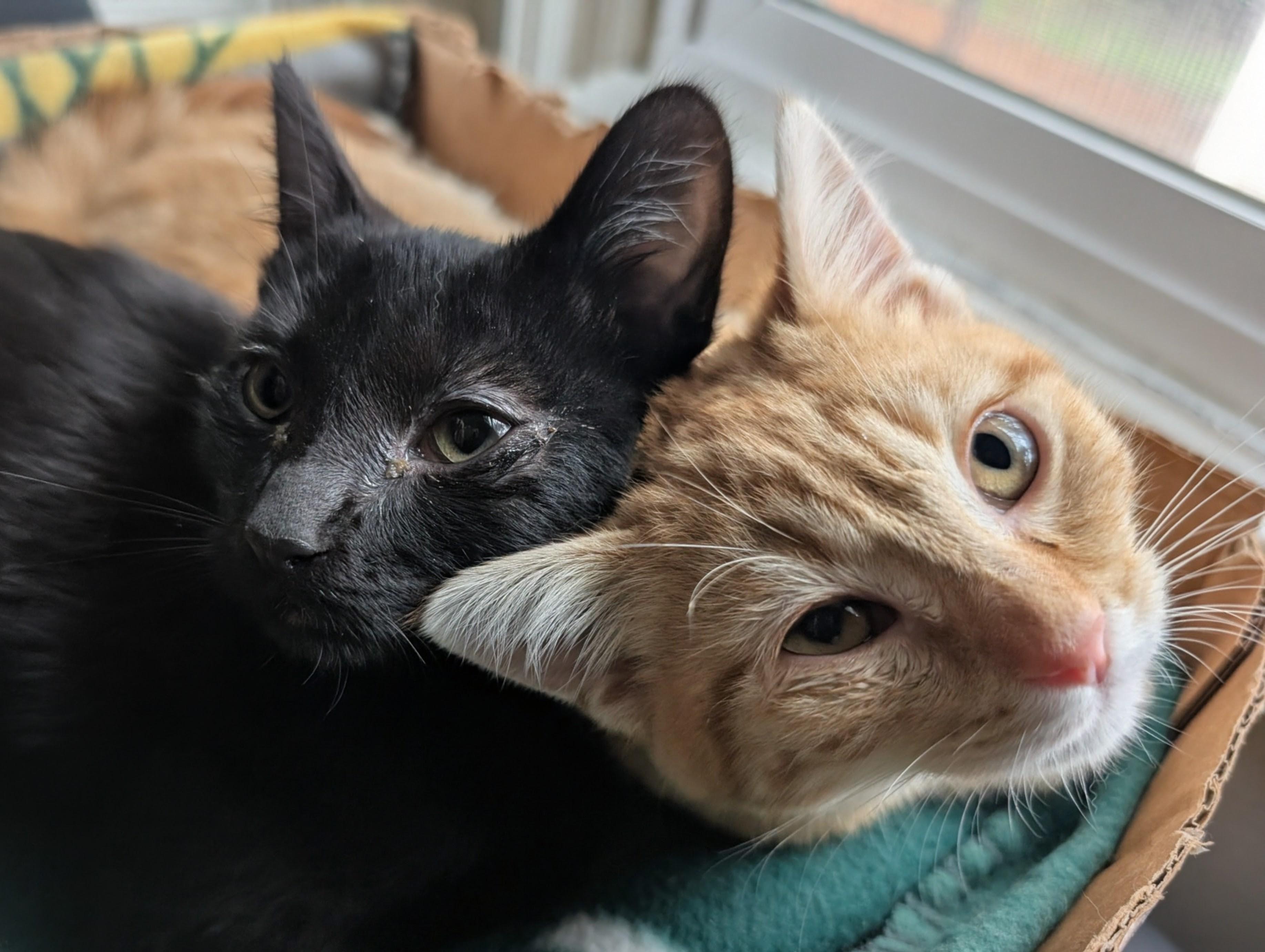 Enlarge Mayor Mike and Esai, a Adoptable Domestic Short Hair in Oakland, CA image 2/6