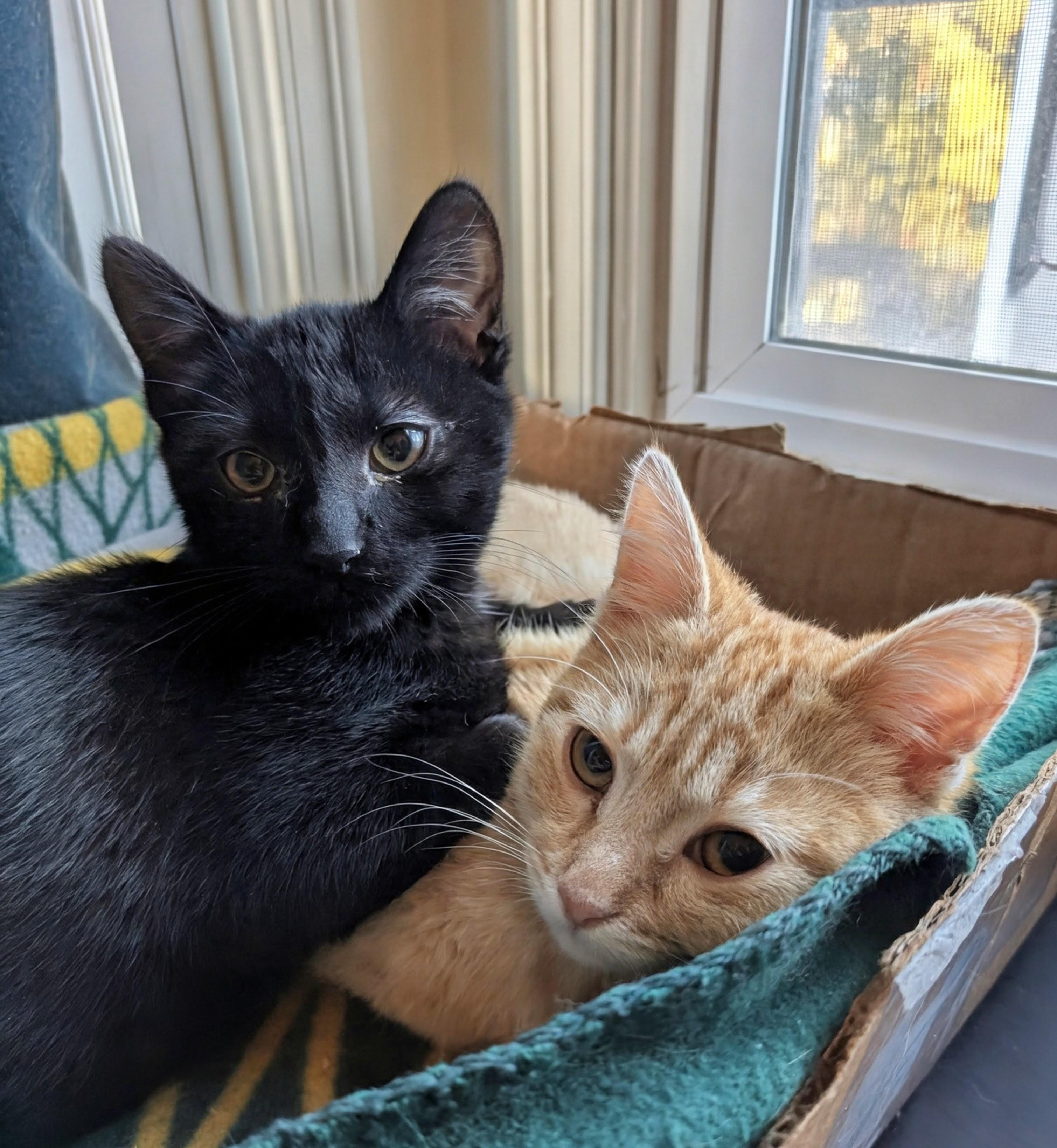 Enlarge Mayor Mike and Esai, a Adoptable Domestic Short Hair in Oakland, CA image 1/6