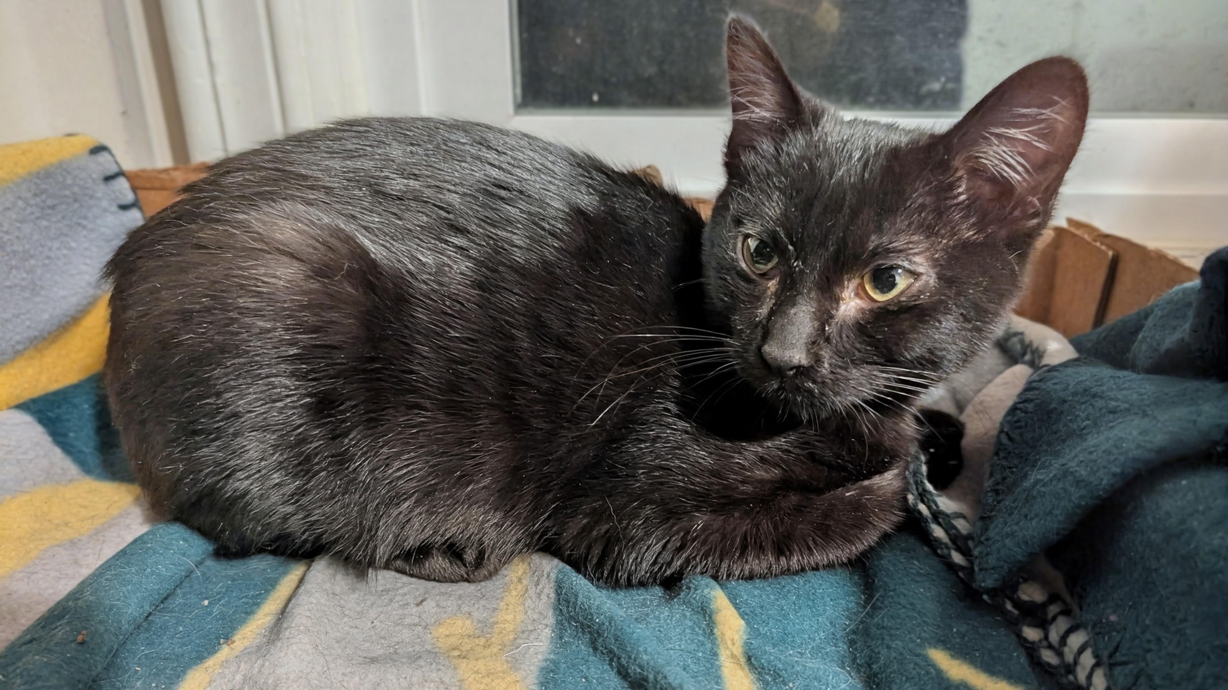 Enlarge Mayor Mike and Esai, a Adoptable Domestic Short Hair in Oakland, CA image 6/6