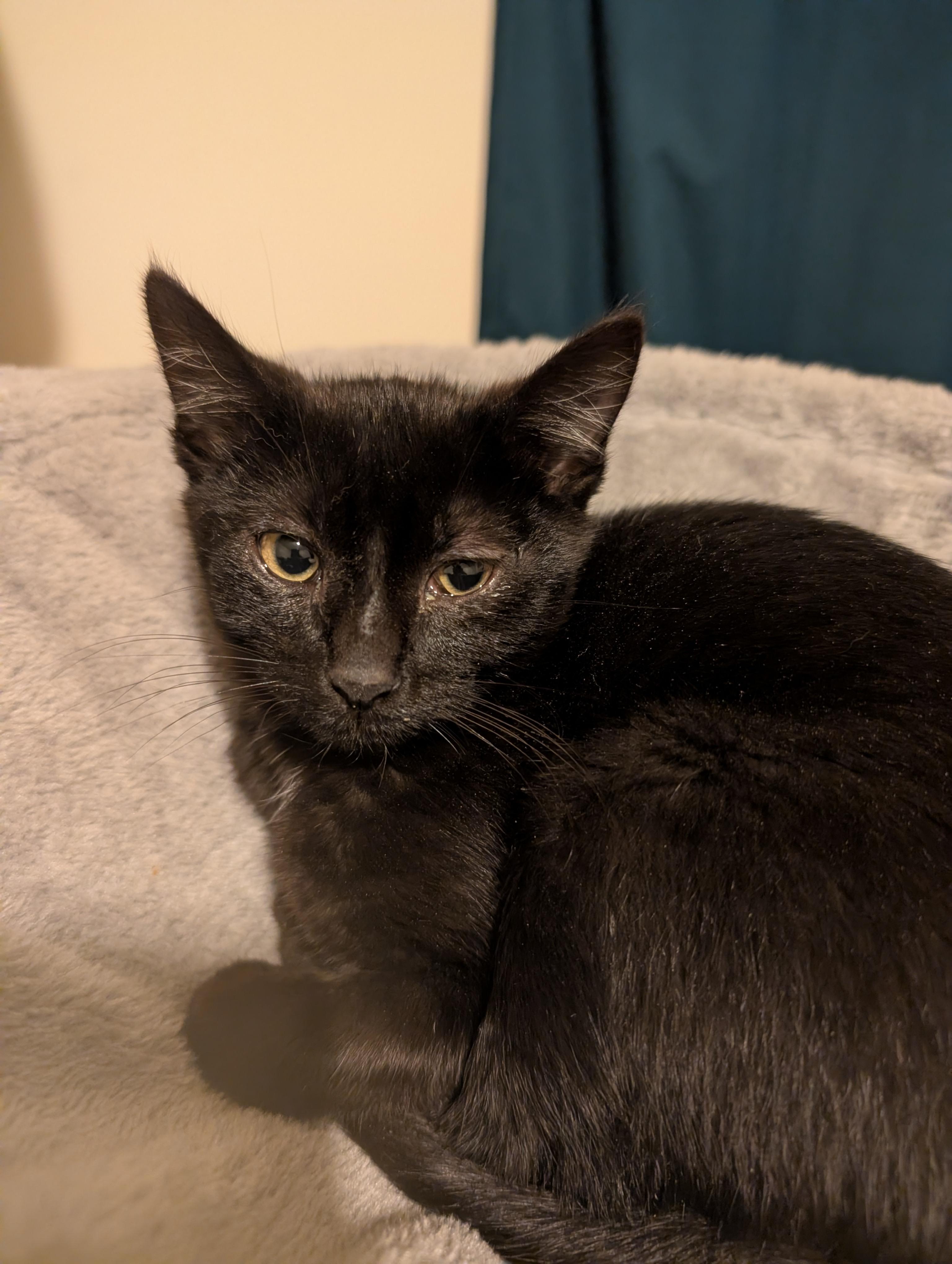 Enlarge Mayor Mike and Esai, a Adoptable Domestic Short Hair in Oakland, CA image 4/6